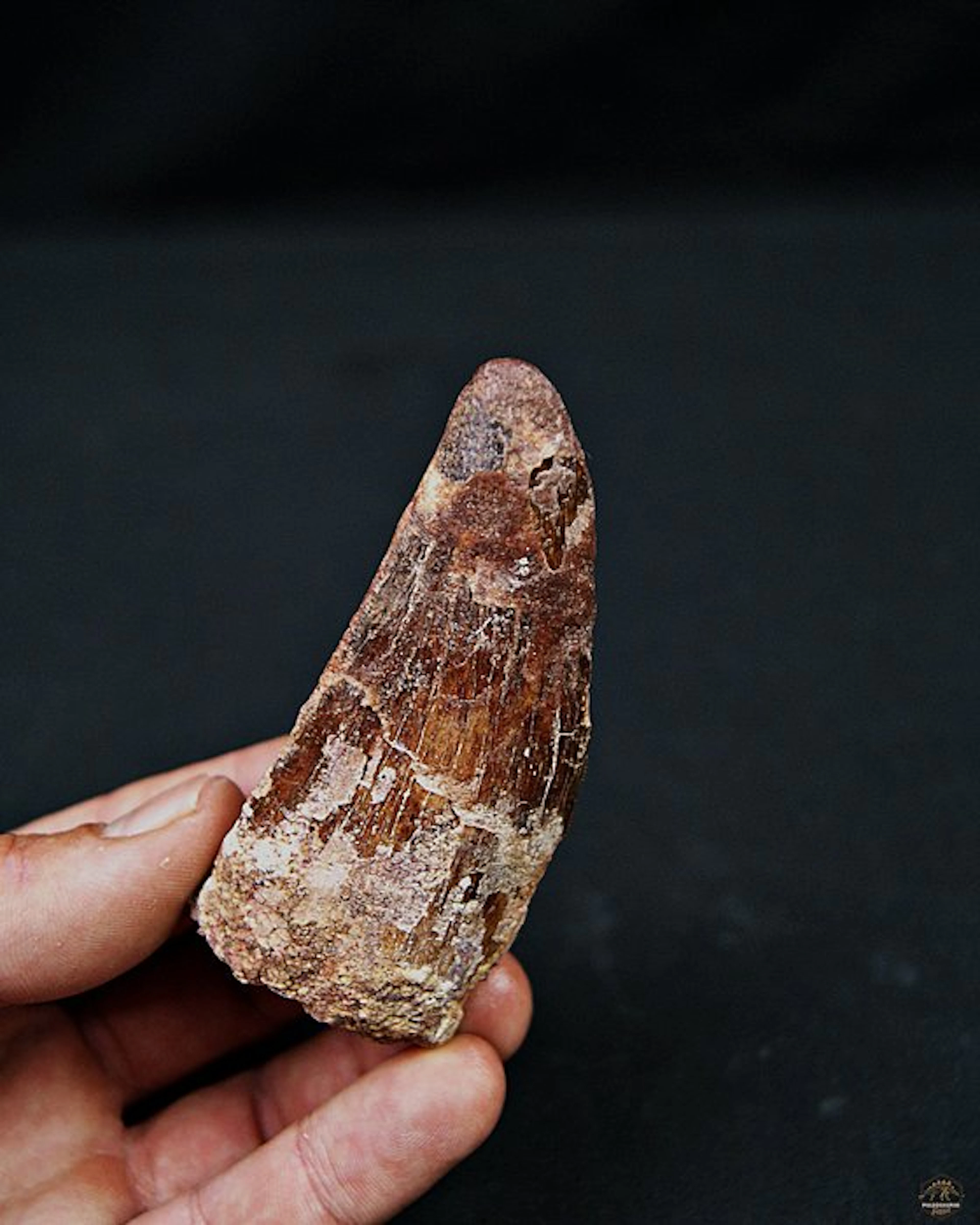 Dinosaur - Fossil tooth - Carcharodontosaurus saharicus - 8.5 cm