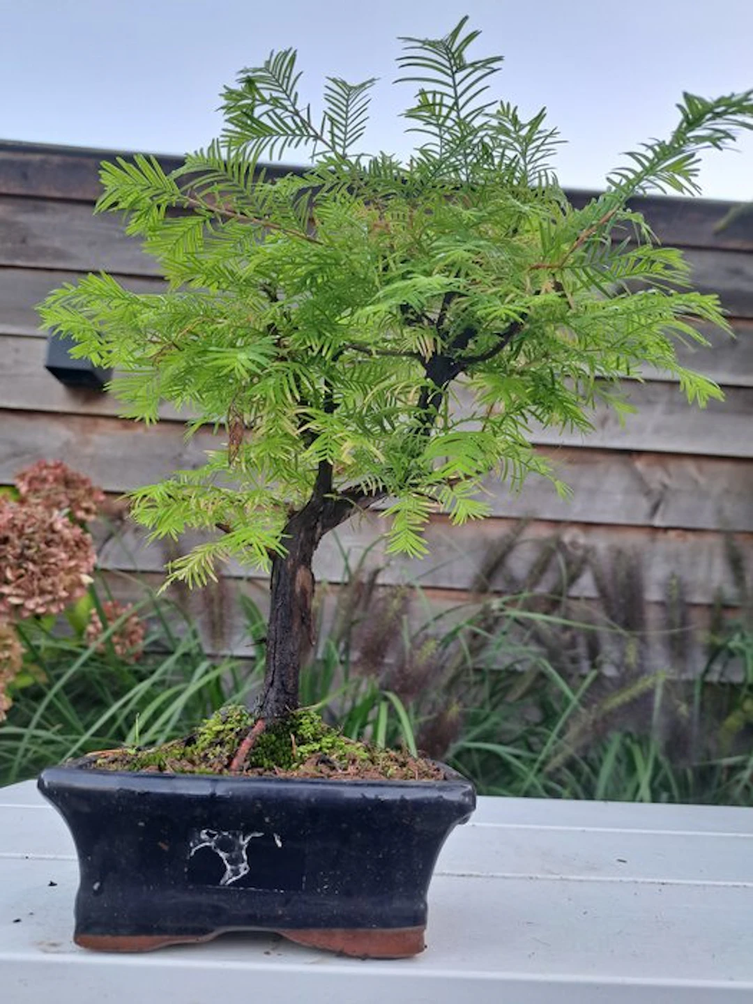 Metasequoia bonsai in a bonsai pot