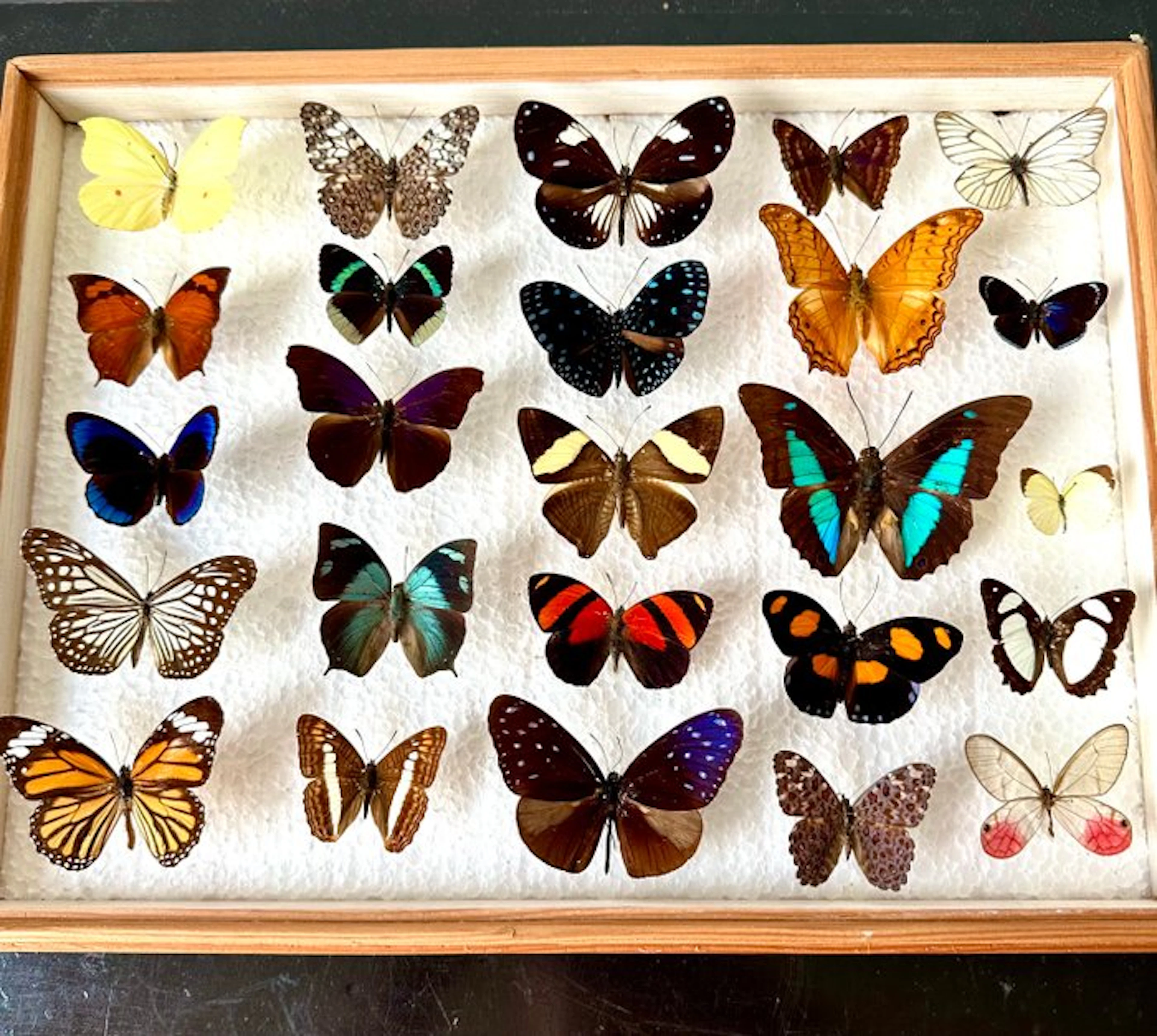 Complete lot of 25 irreplaceable exotic day-flying butterflies
