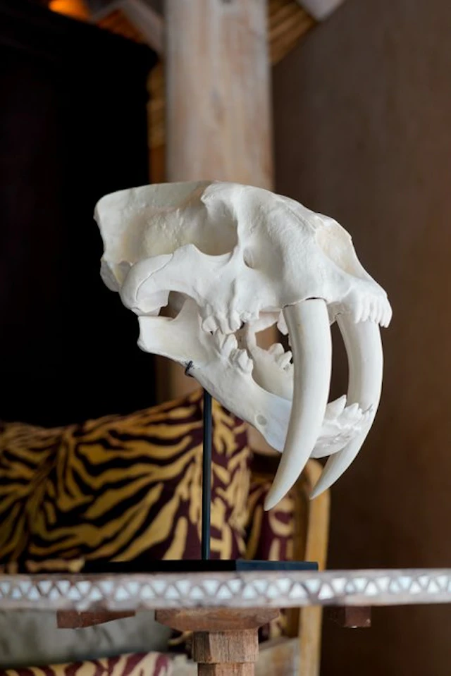 NO RESERVE PRICE - A Replica of Sabre Tooth Tiger Skull...