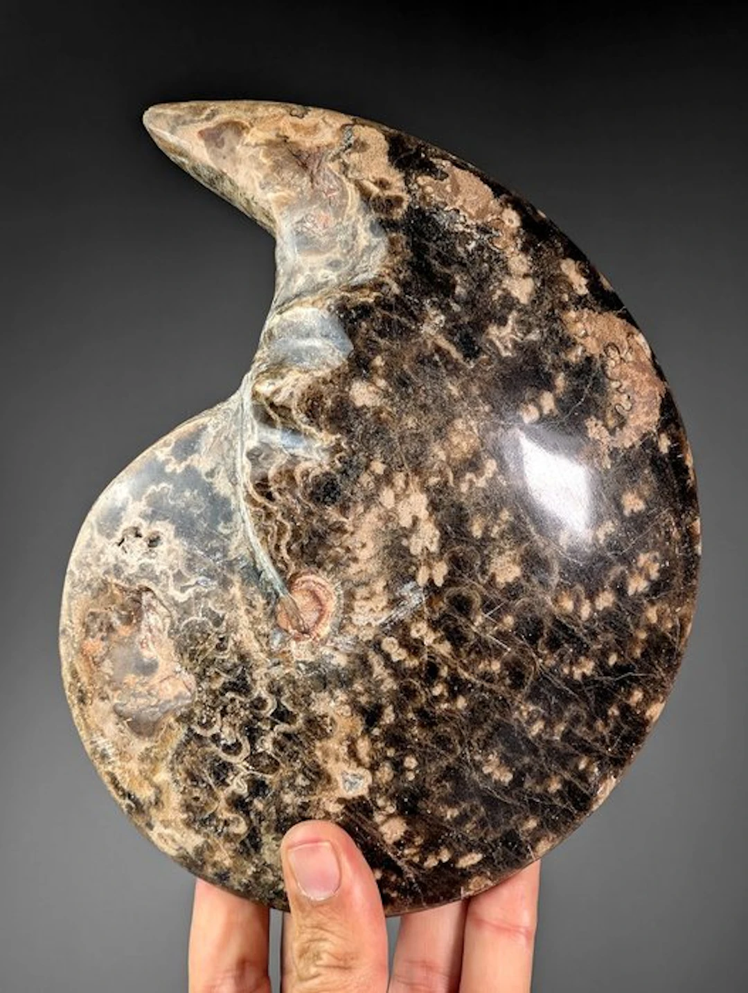 Devonian - Fossil plate matrix - Goniatitida sp. - 23.5 cm - 18 cm