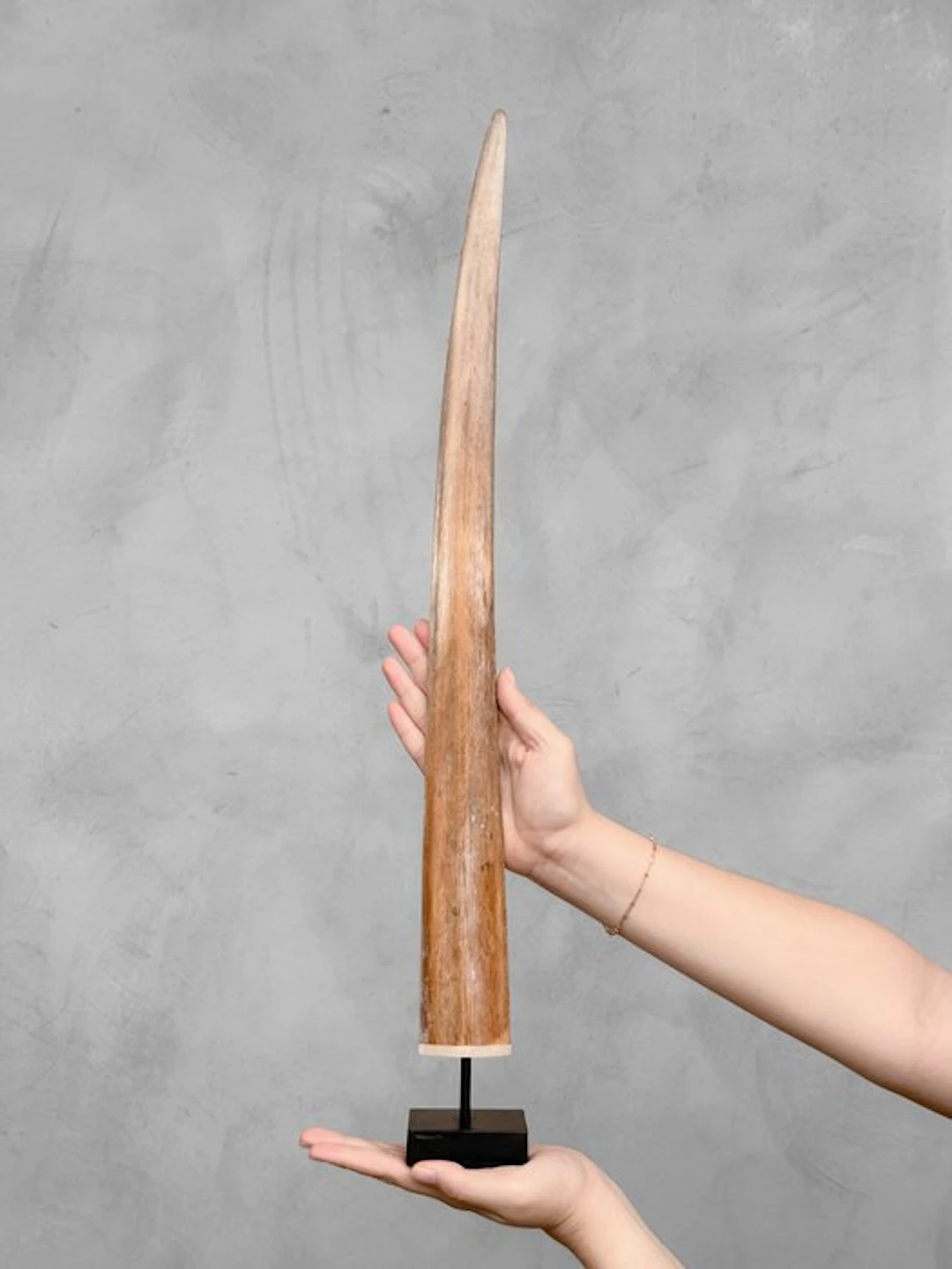 NO RESERVE PRICE - Stunning Swordfish tusk mounted on a...