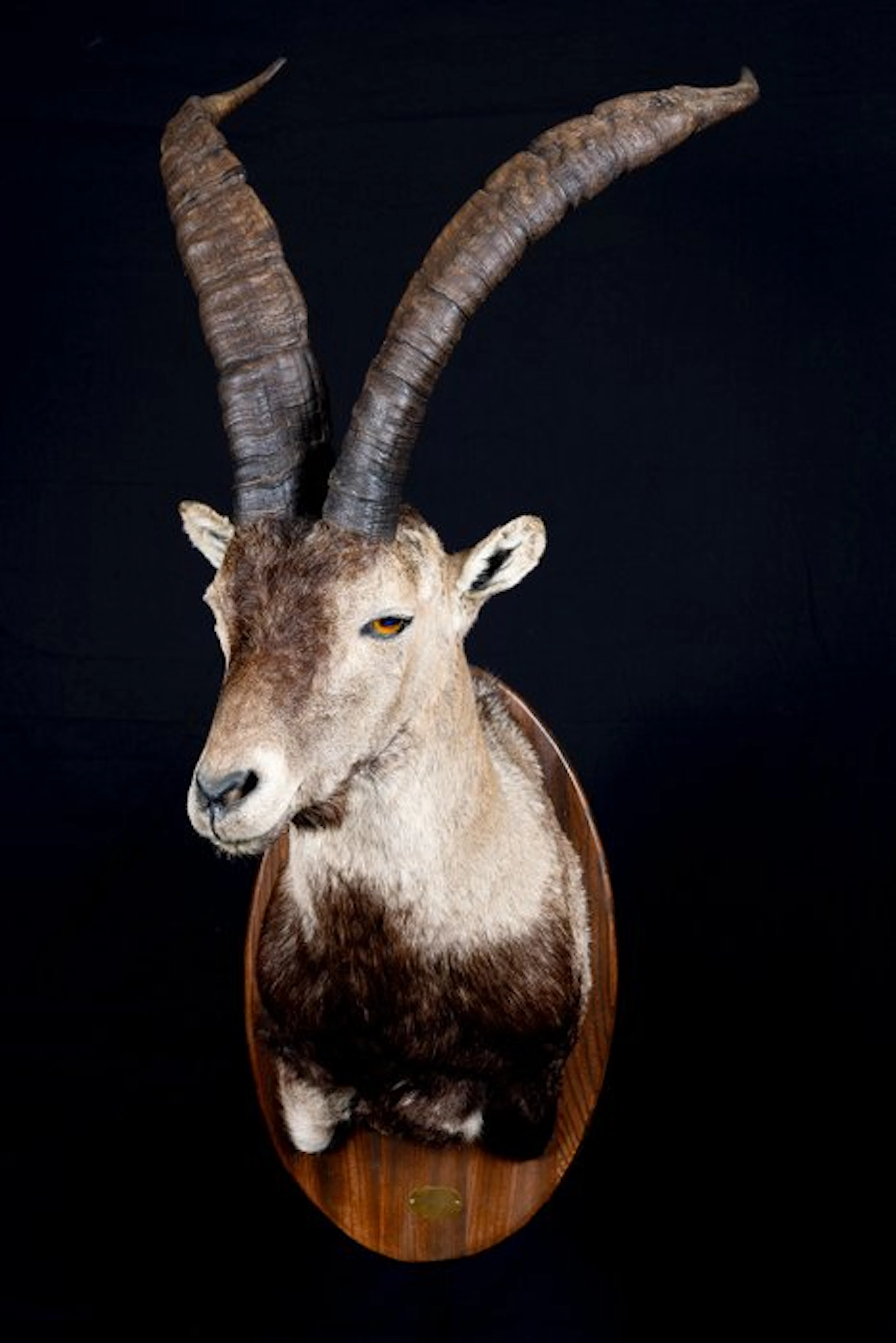 ibex Taxidermy full body mount - Capra pyrenaica...