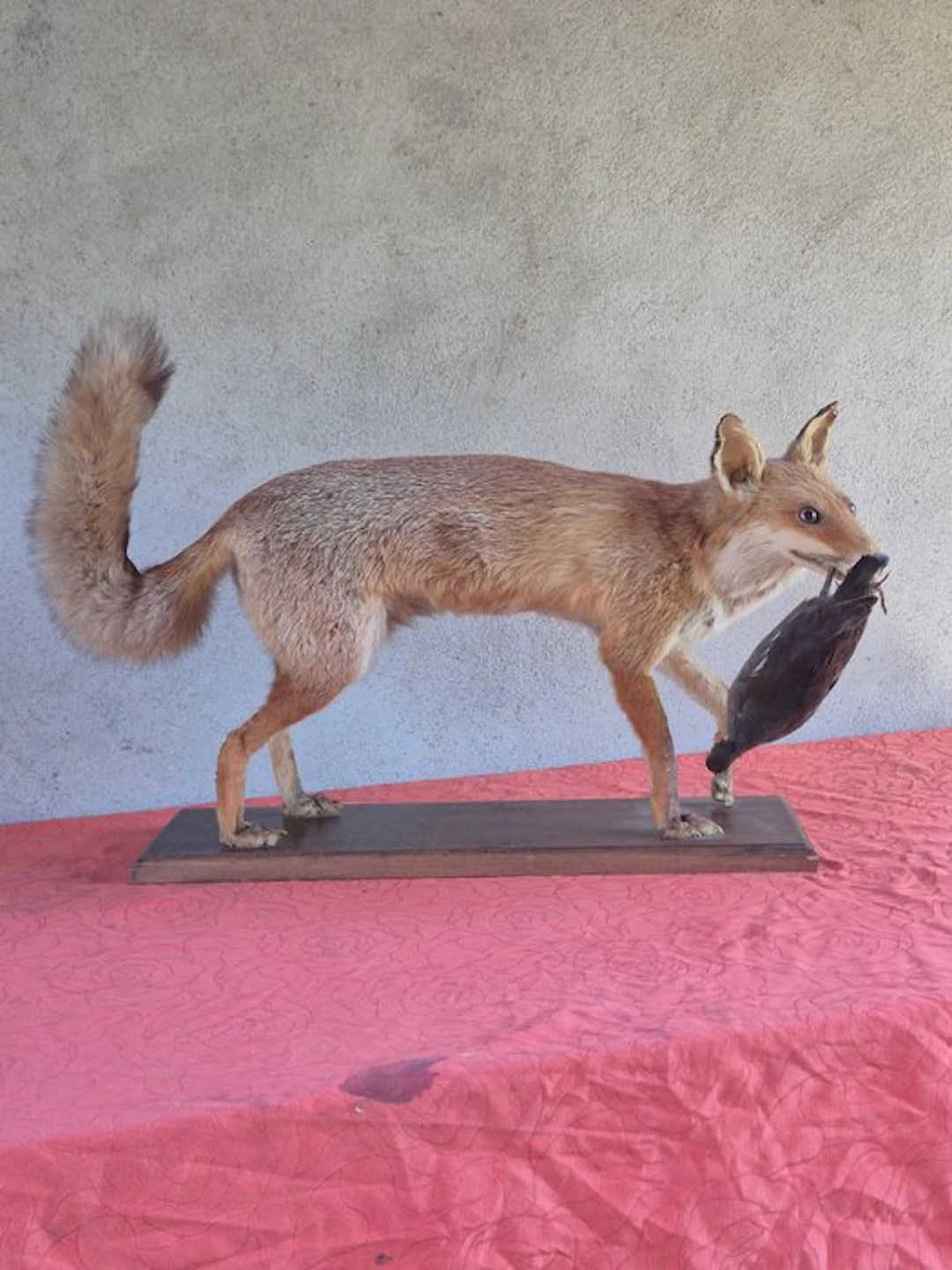 Red Fox Taxidermy wall mount - Vulpes vulpes - grand...
