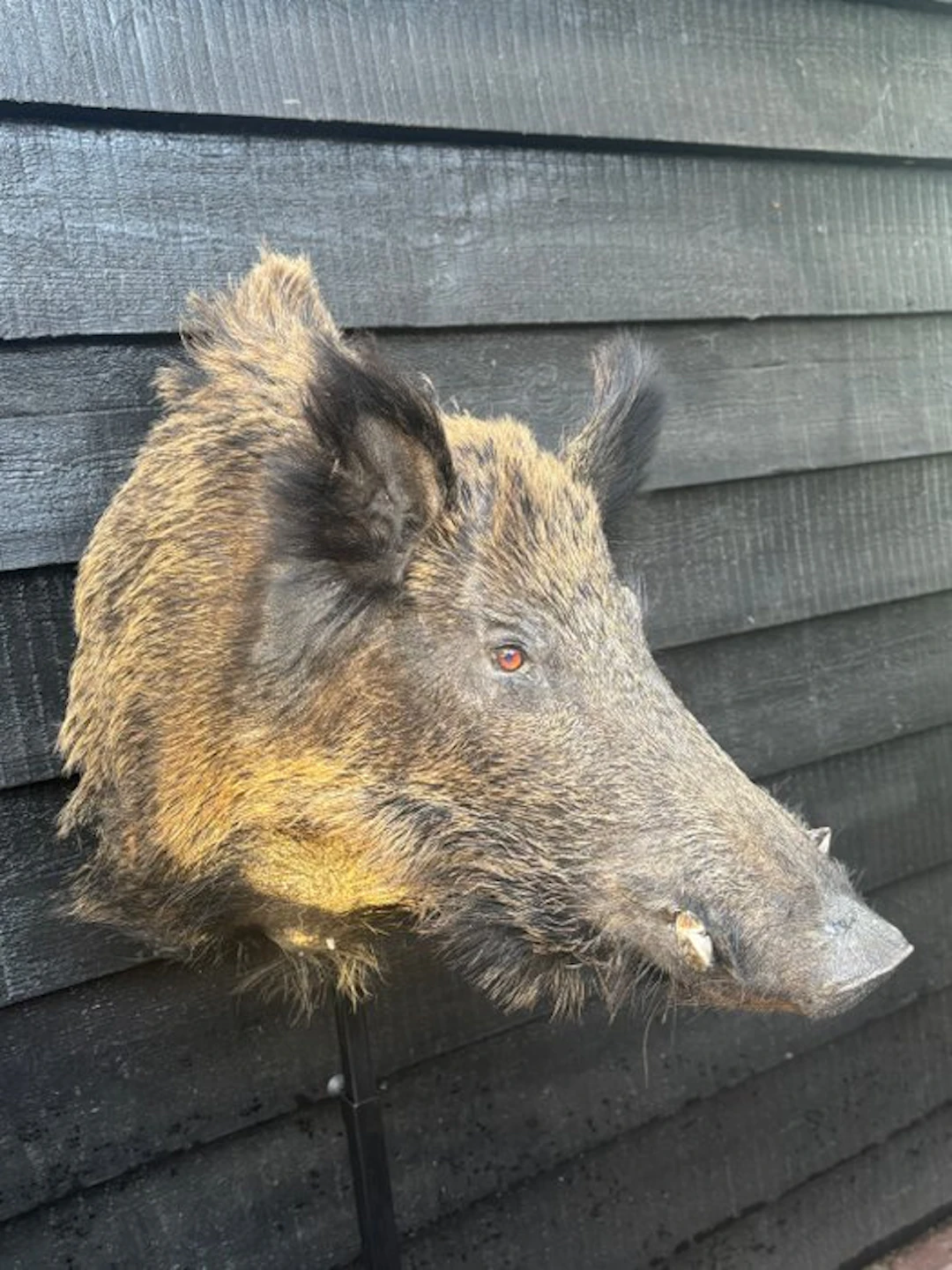 Wild Boar Taxidermy full body mount - Sus scrofa - 60 cm...