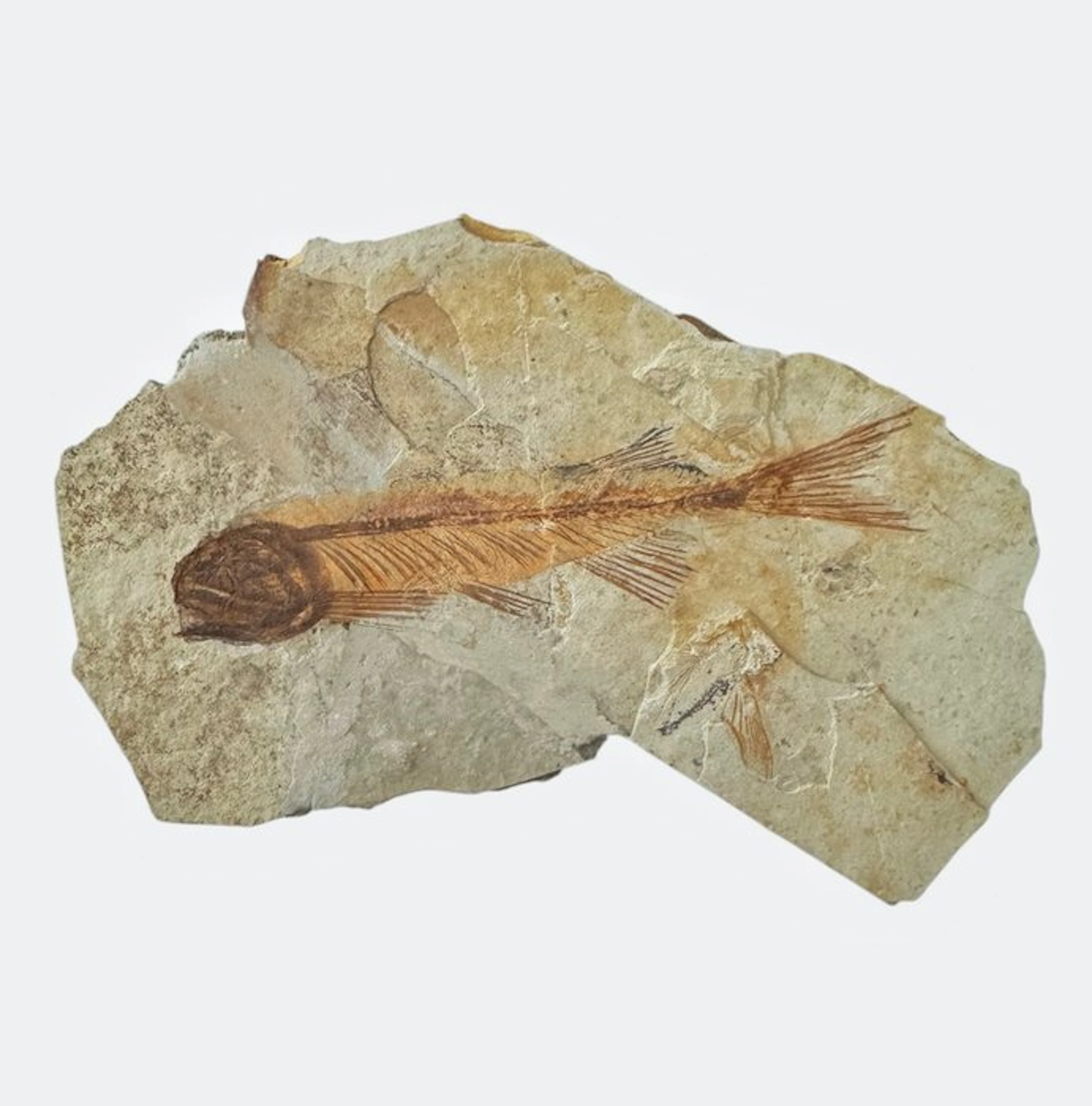 Fish - Fossilised animal - Fossil Fish from China (Lycoptera sp.) – Cretaceous