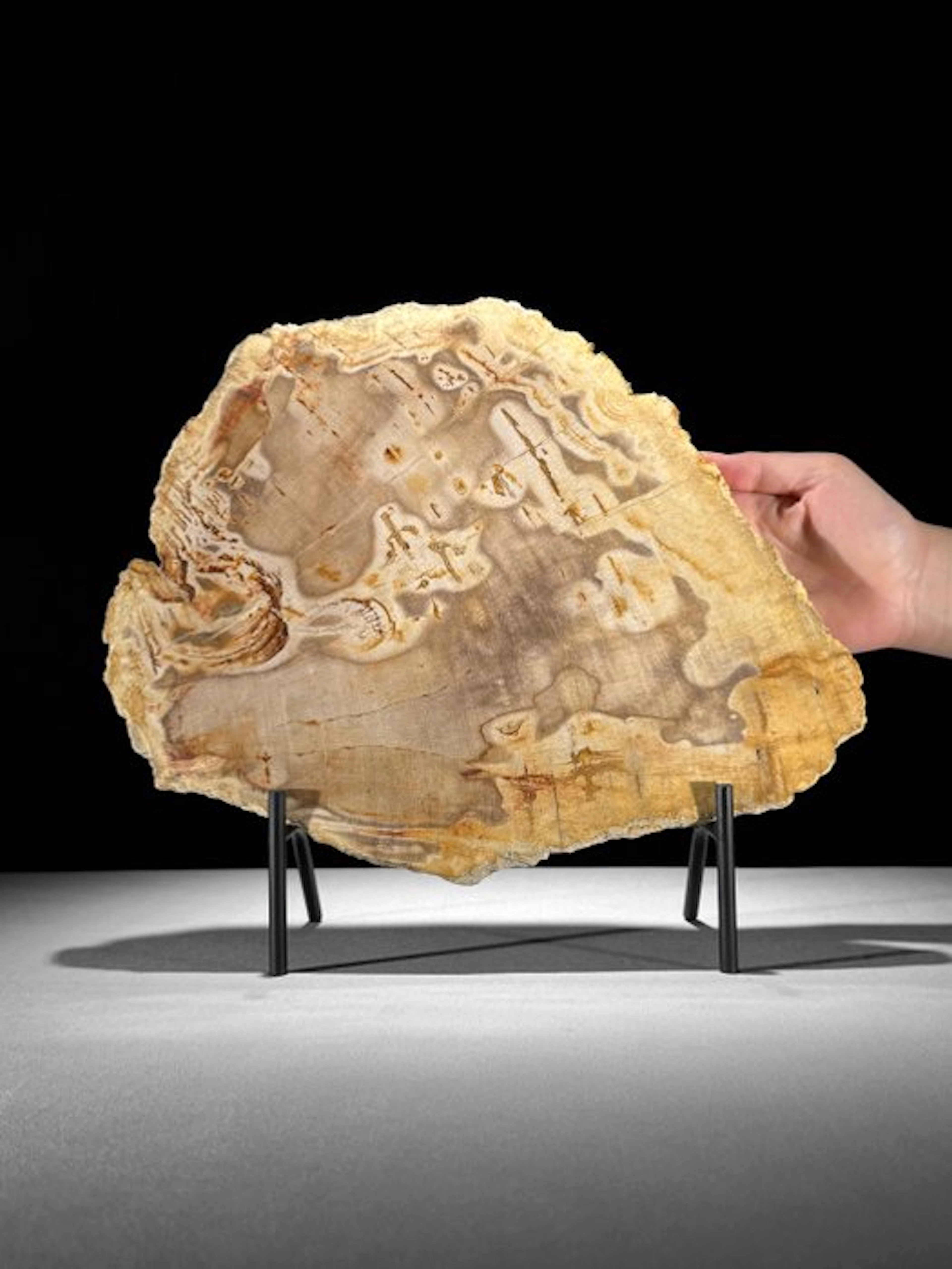 Stunning Slice of Petrified Wood on a custom stand...