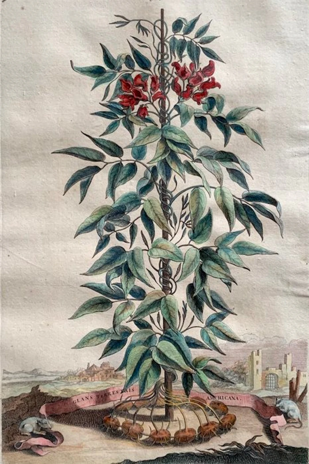 Abraham Munting (1626–1683) - Glans terrestris americana...