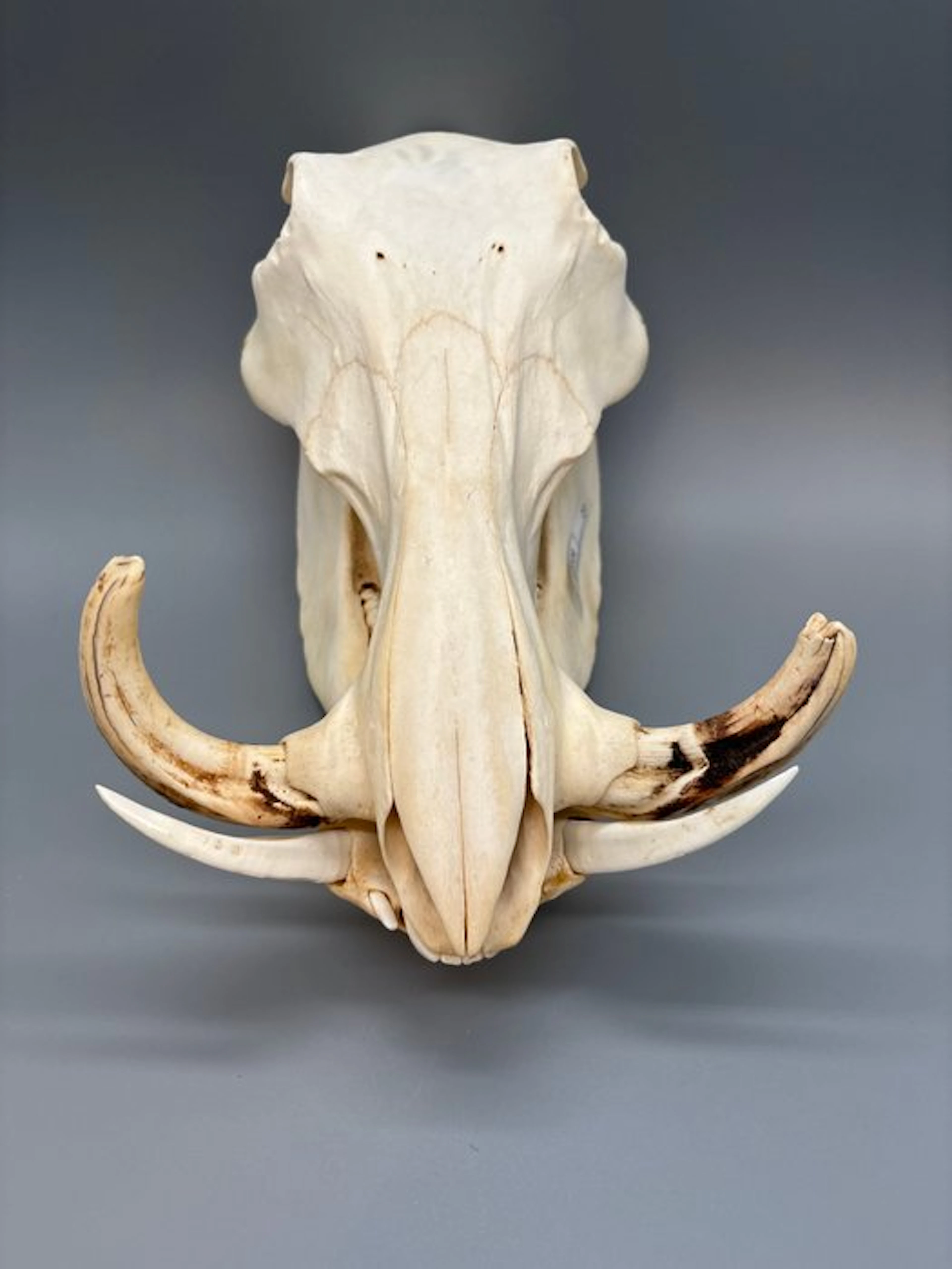 Warthog Mammal skull - Phacochoerus africanus - 18 cm...