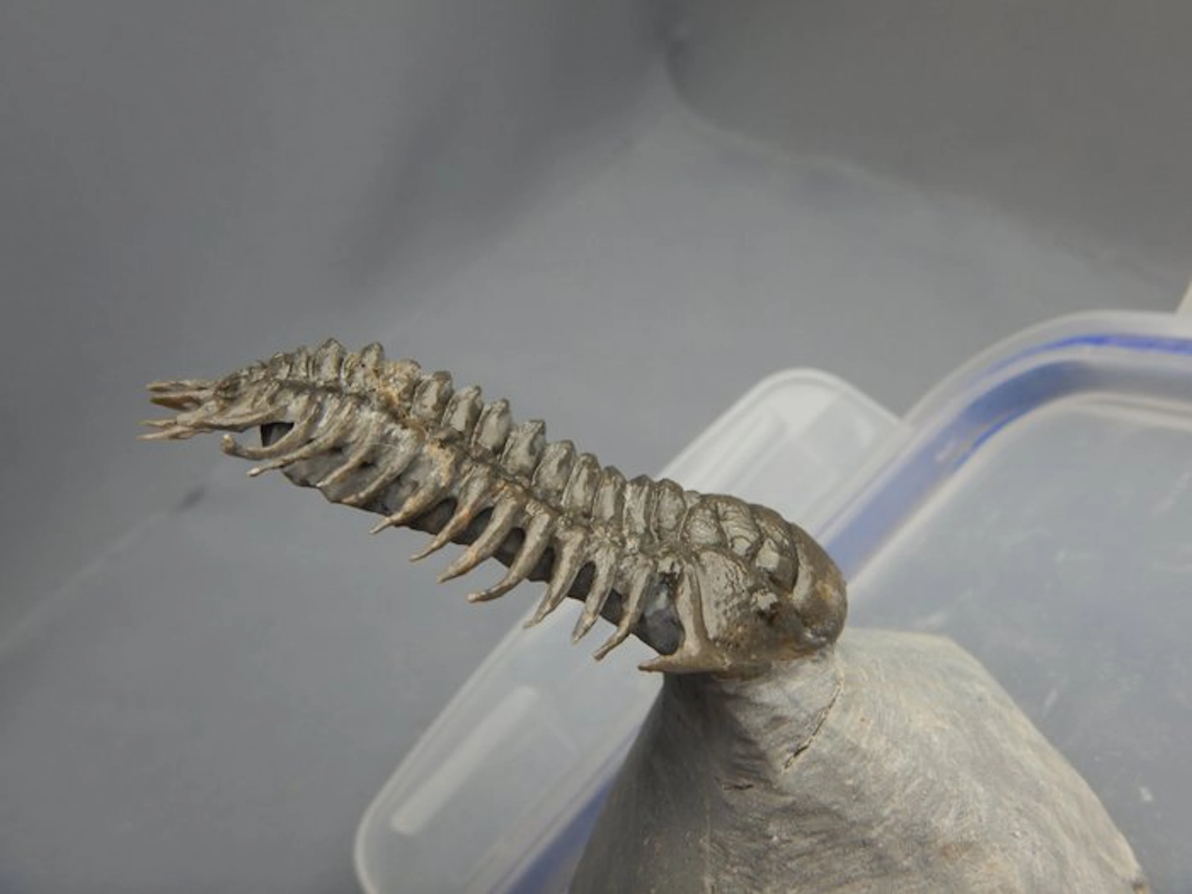 Trilobite - Fossil skeleton - Cheirurus * A very rare trilobite* -