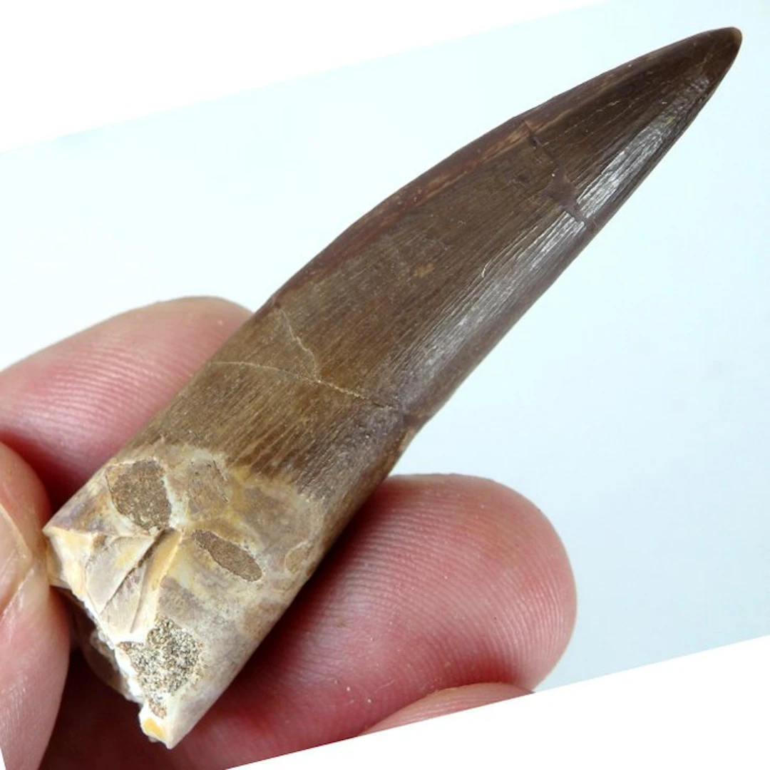 Plesiosaurus tooth - Fossil tooth - Zafarasaura oceanis...