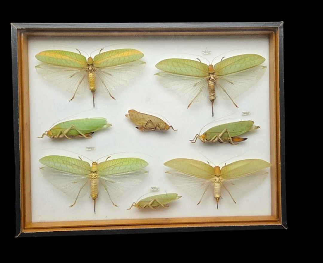 Good leaf grasshoppers insects perfect-ex French...