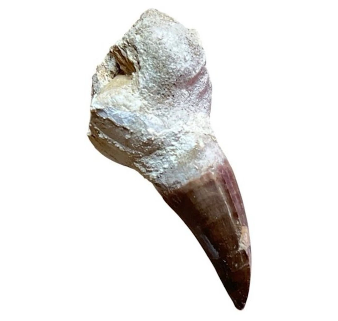 Mosasaur - Fossil tooth - 0 cm - 9 cm (No reserve price)