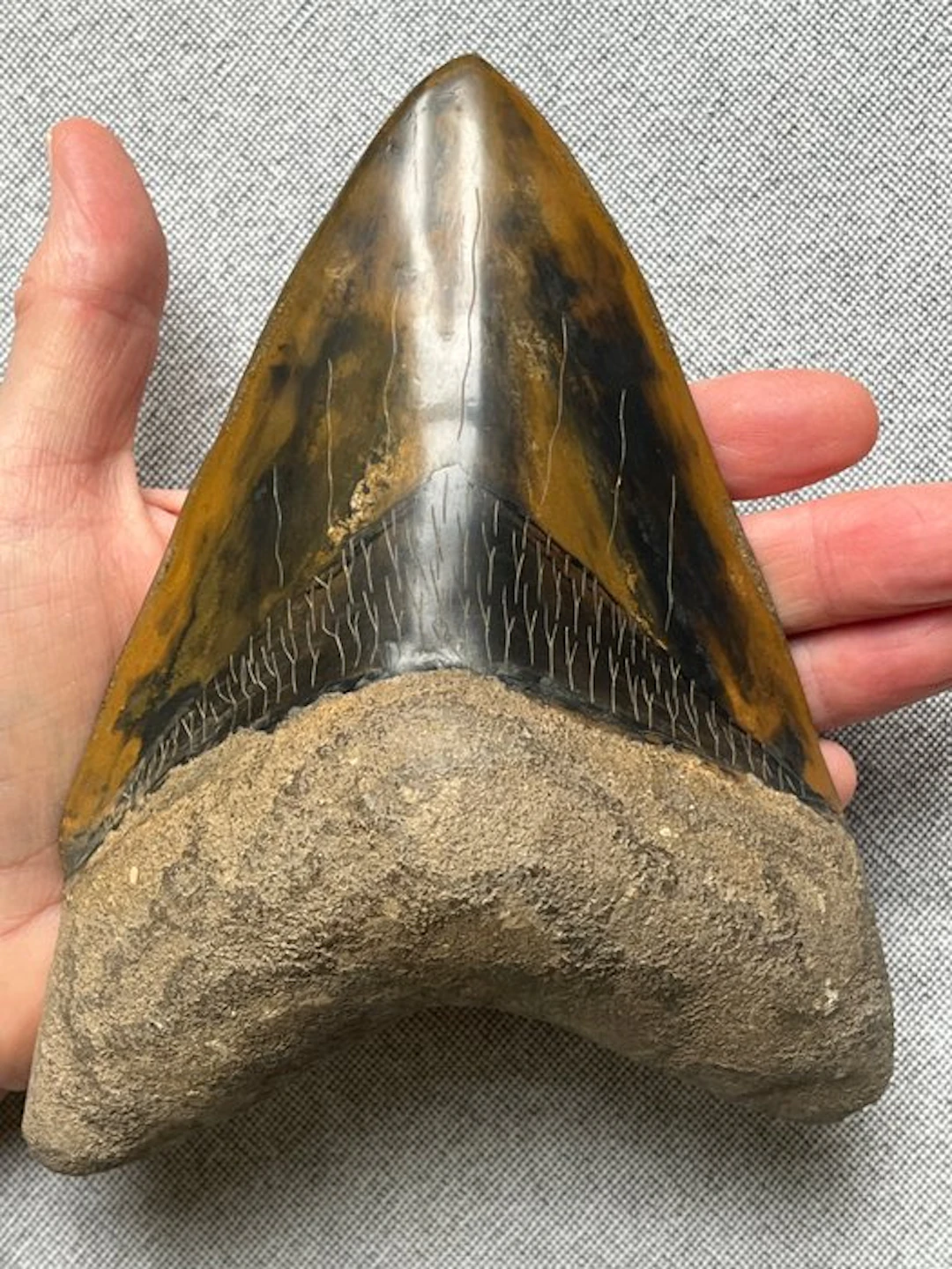 Goliath Megalodon tooth 17,4 cm (6.85 INCH) - Fossil...