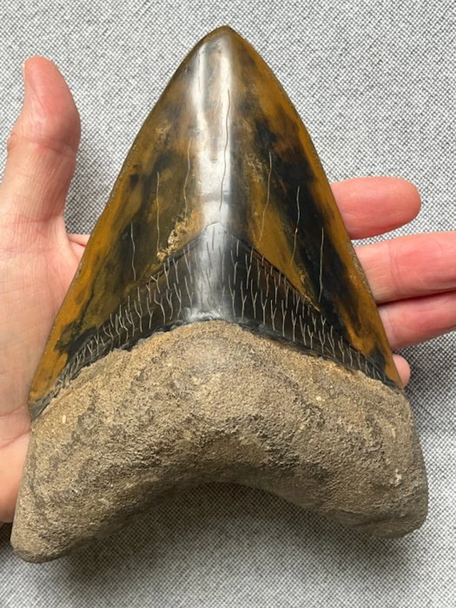 Goliath Megalodon tooth 17,4 cm (6.85 INCH) - Fossil...