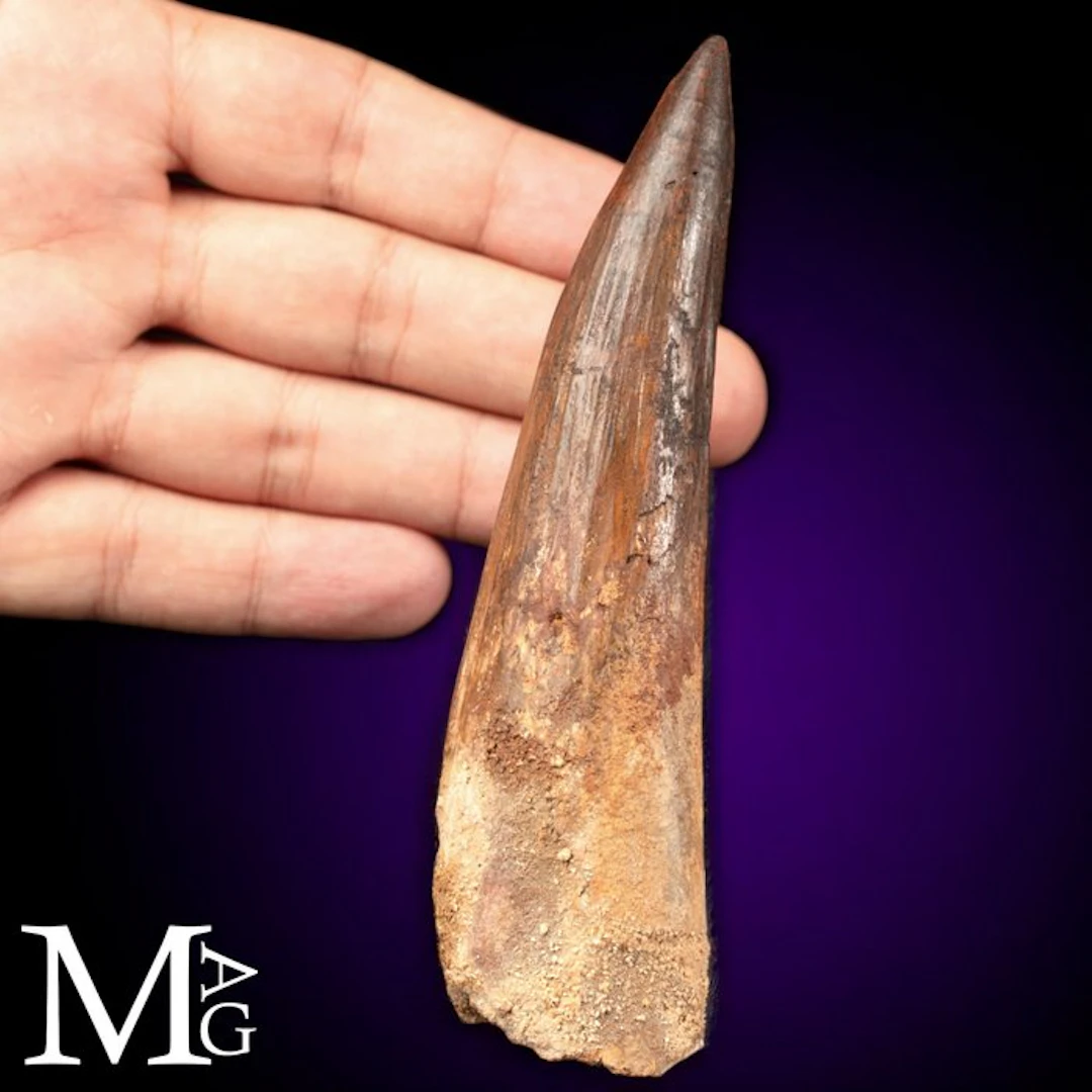 Exceptional Spinosaurus Aegyptiacus Fossil Tooth...