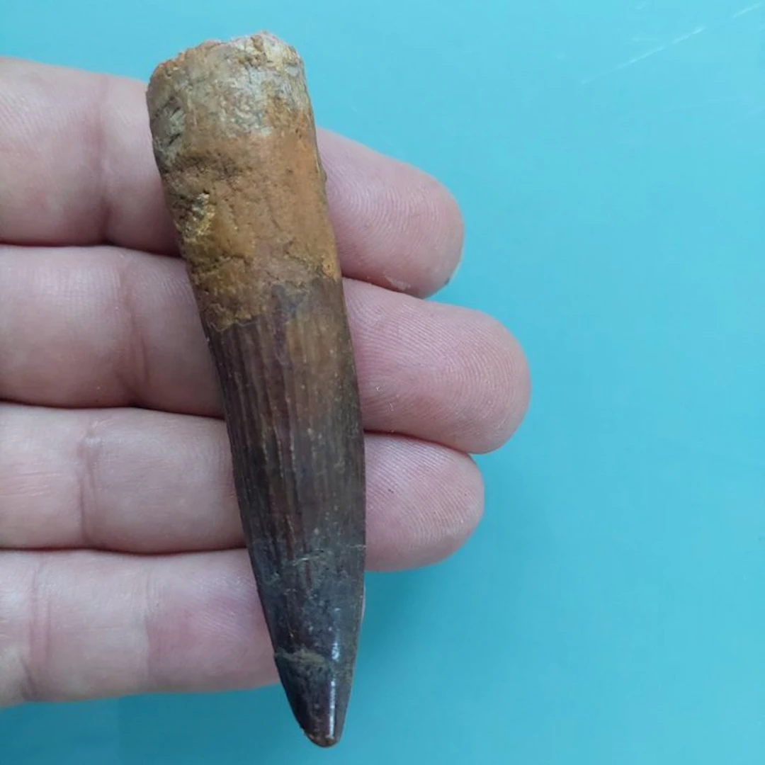 Spinosaur - Fossil tooth - 80 mm - 22 mm