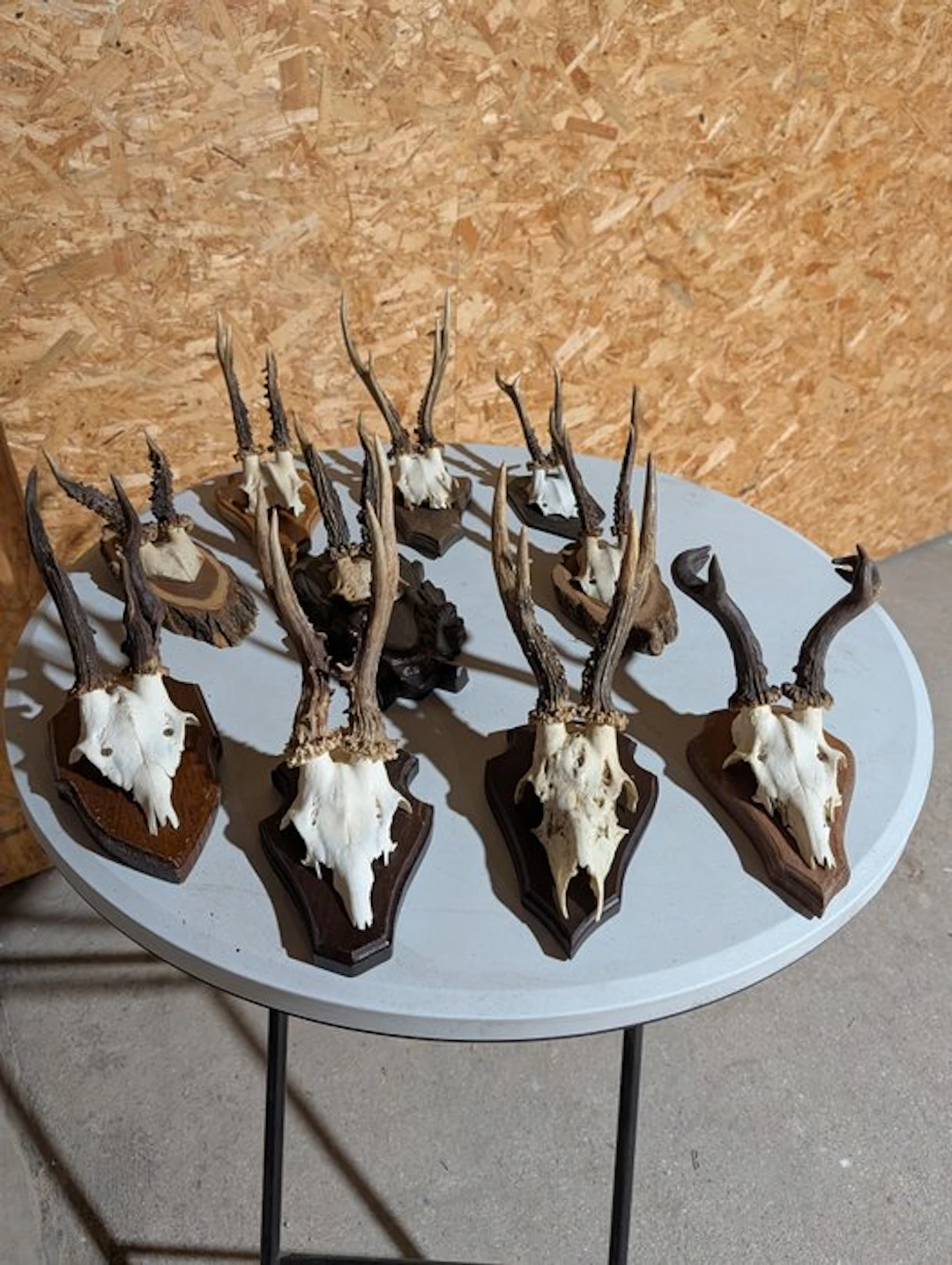 Roebuck Taxidermy wall mount - Capreolus capreolus - 33...