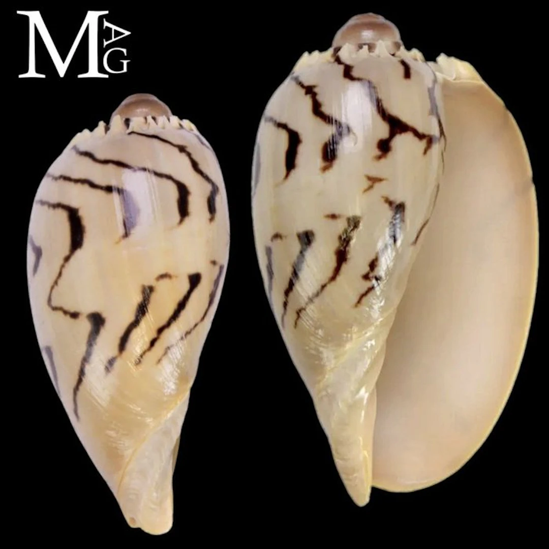 Melo broderipii – Young Specimen – Philippines Juvenile...