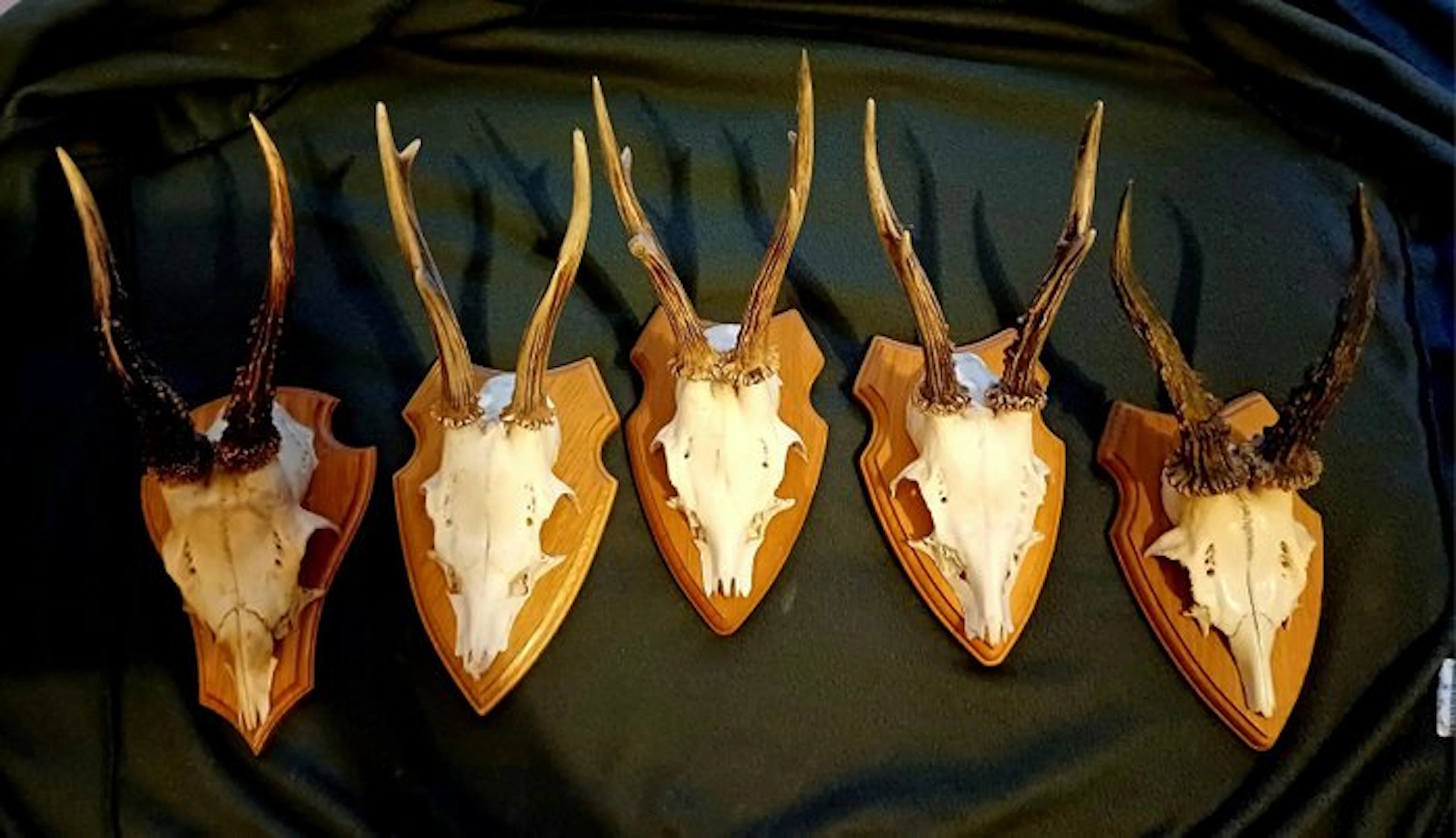 Roebuck Antler - Capreolus capreolus - 0 cm - 0 cm - 0 cm...