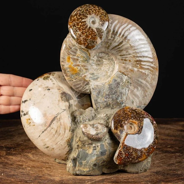 Wonderful Albian Group - Ammonites and Nautilus on...