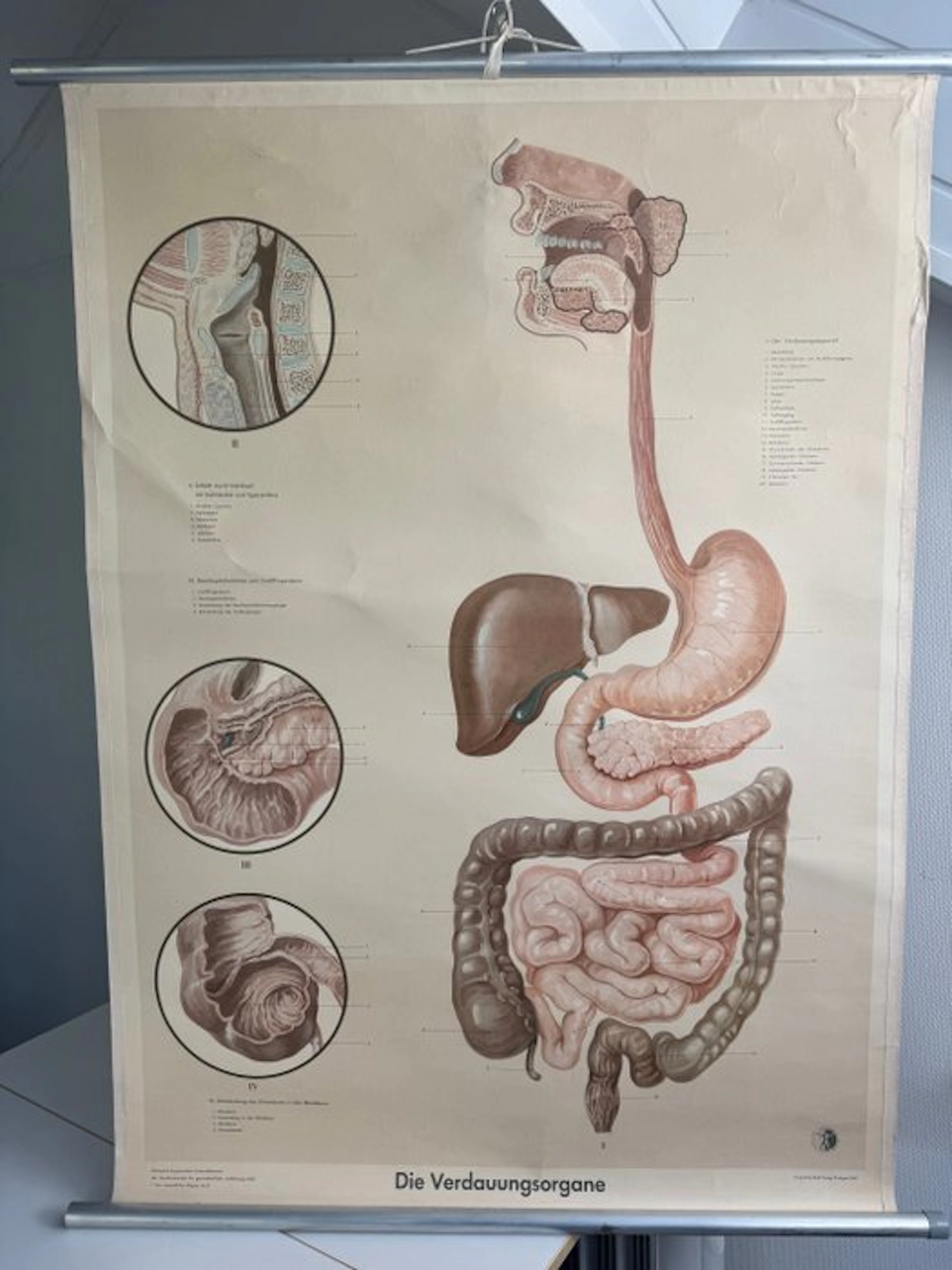 Deutsches Gesundheids Museum Köln - Anatomical school...