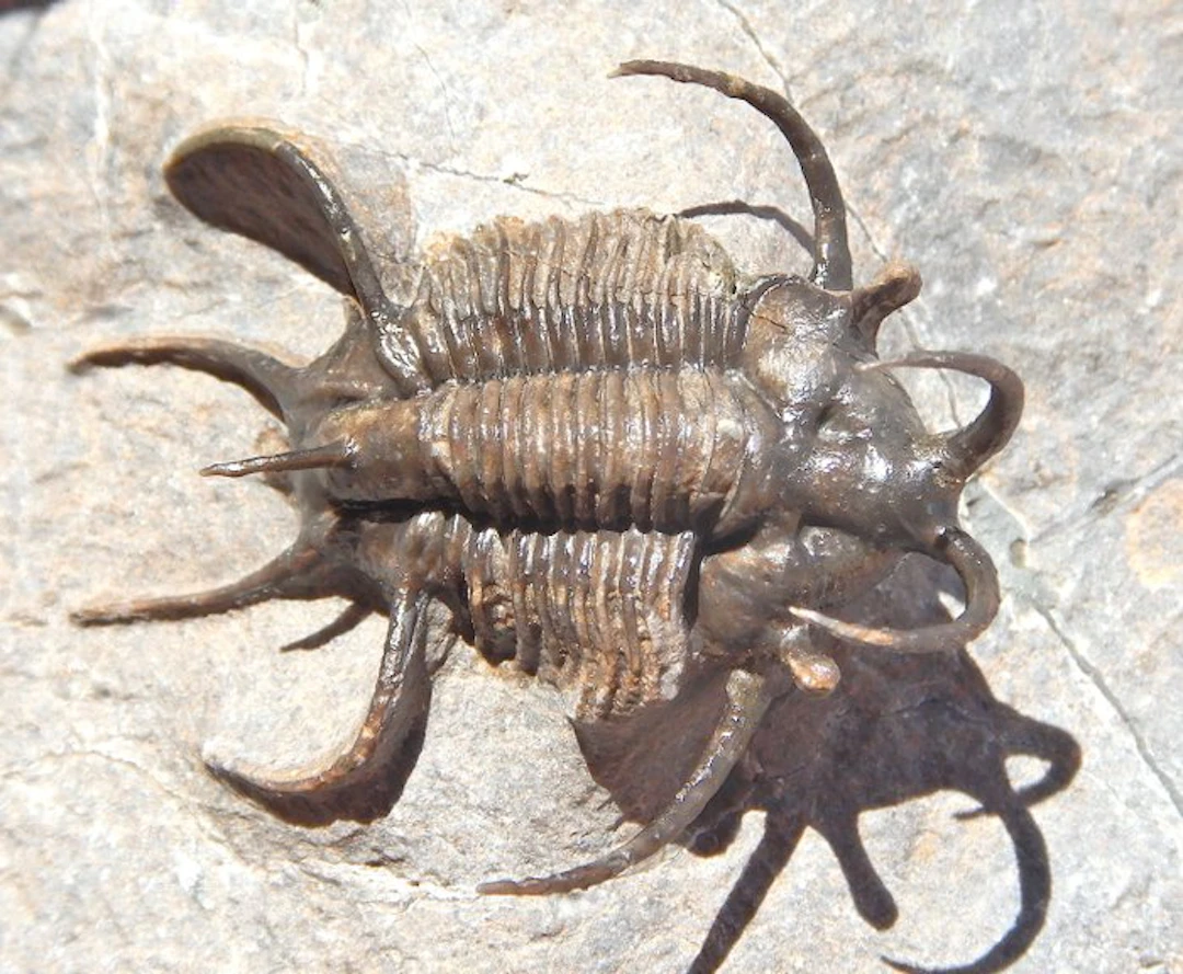 Trilobite - Fossilised animal - Ceratarges - 15 cm - 10 cm