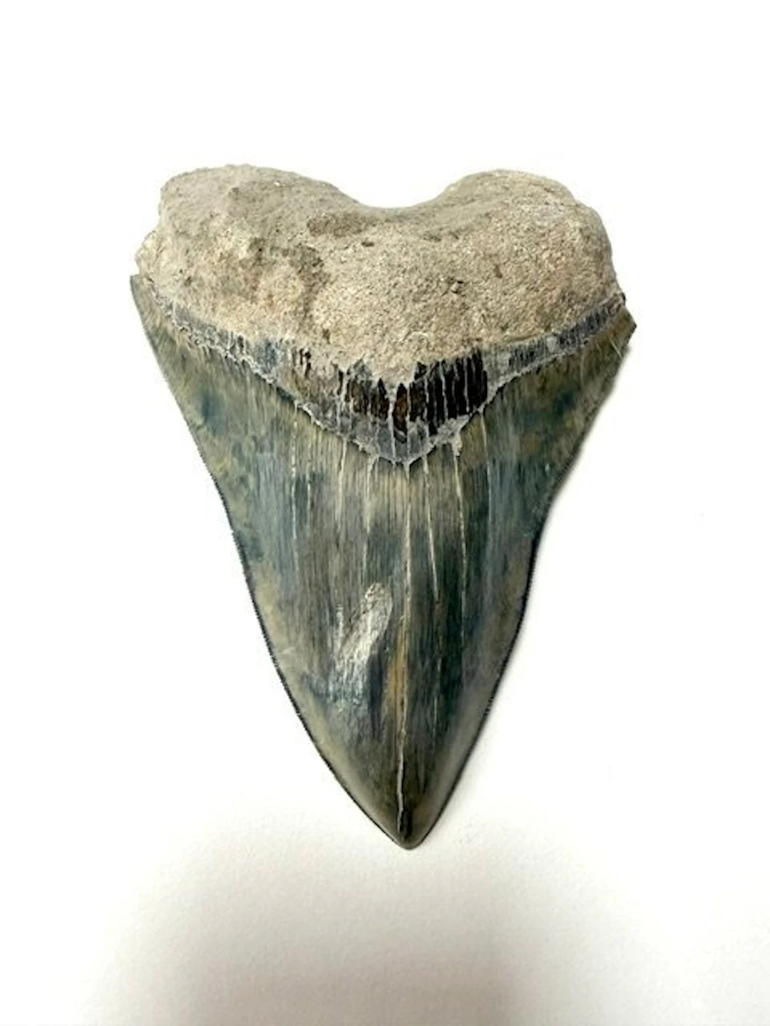 Megalodon - Fossil tooth - 149 mm - 110 mm