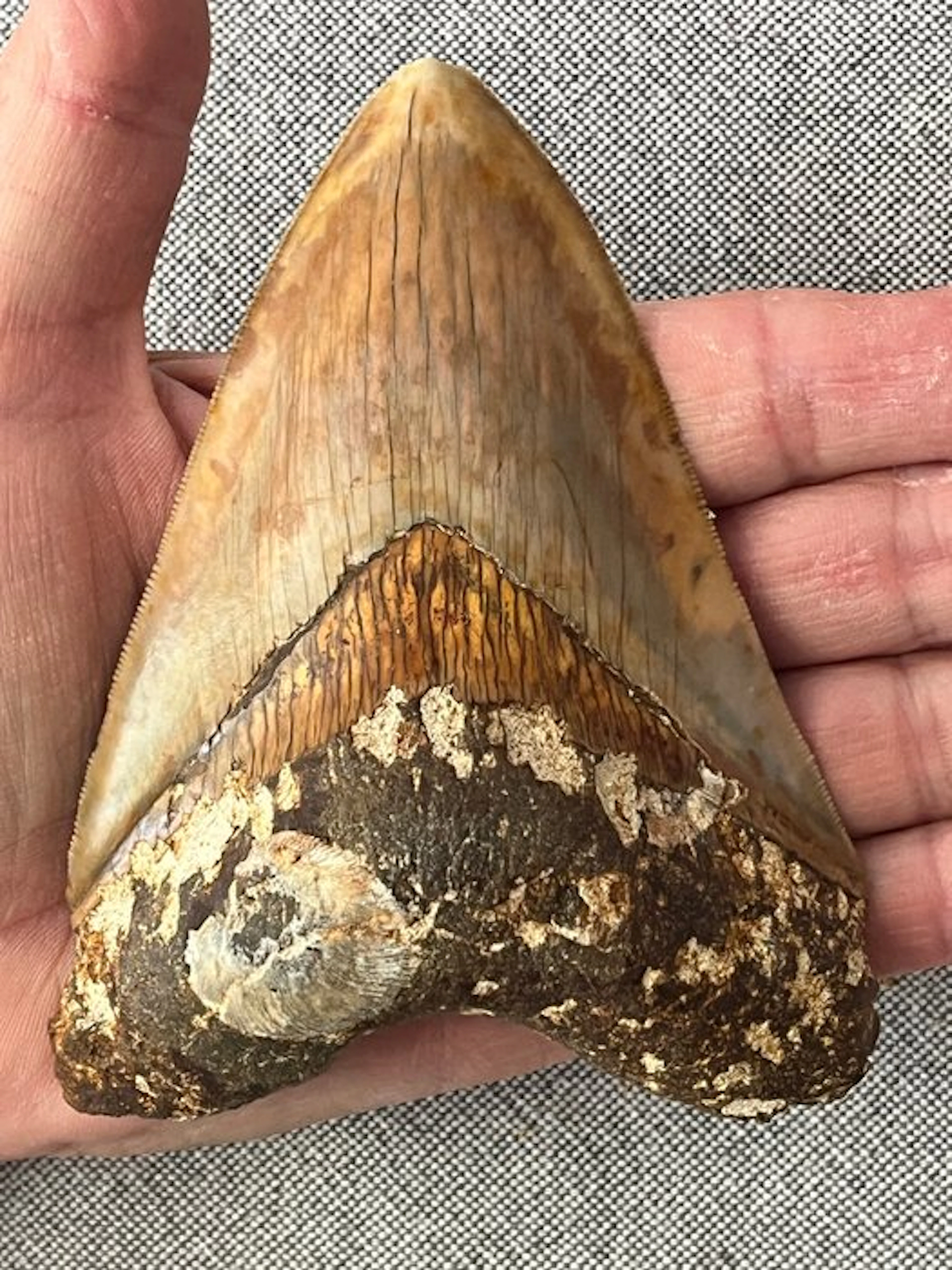 Megalodon tooth 11,8 cm - Fossil tooth - Carcharocles megalodon