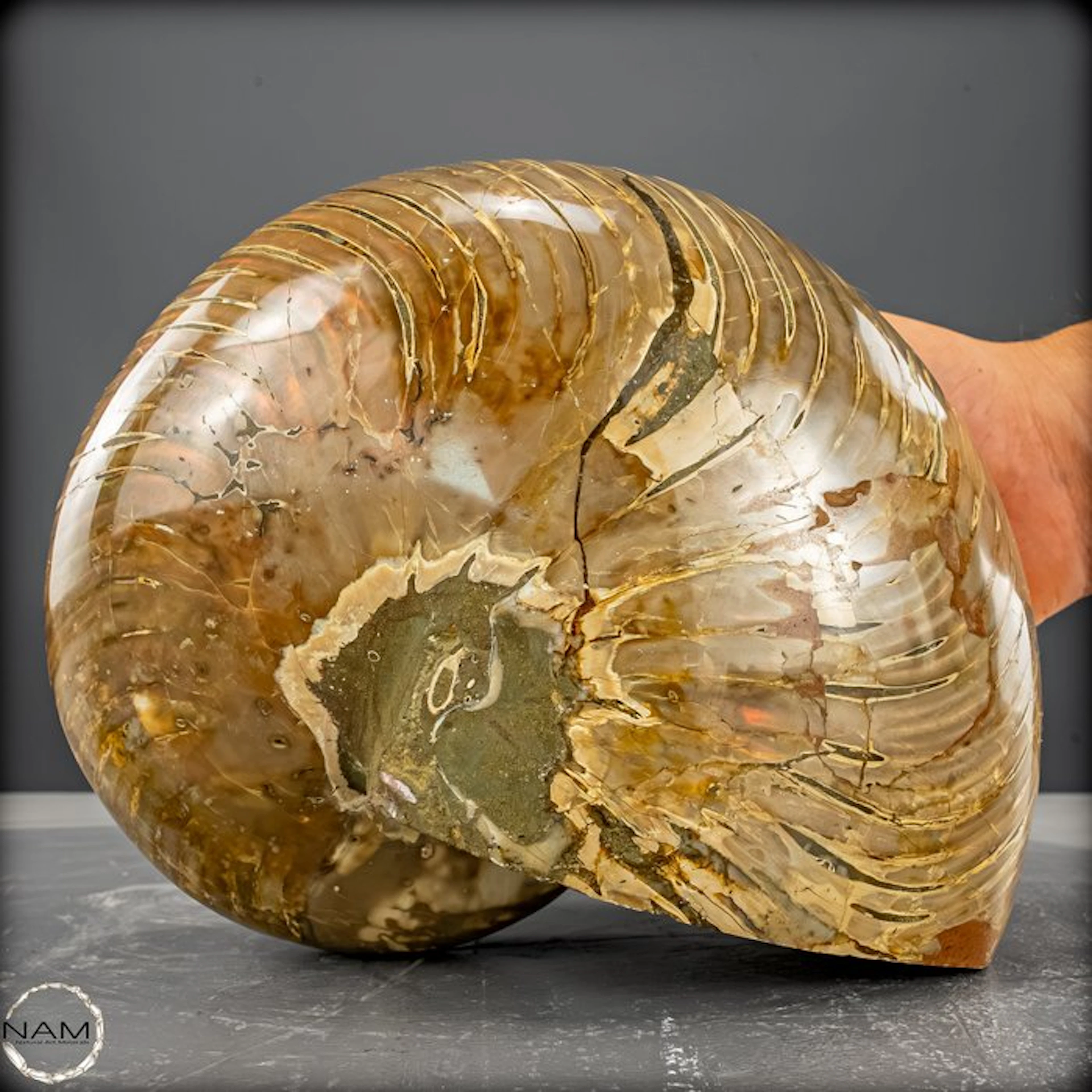 Natural Nautilus Fossil - Width: 12.5 cm- 4504.14 g