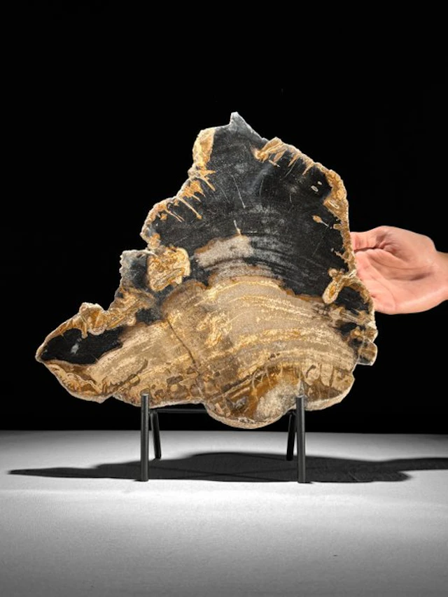 Stunning Slice of Petrified Wood on a custom stand...