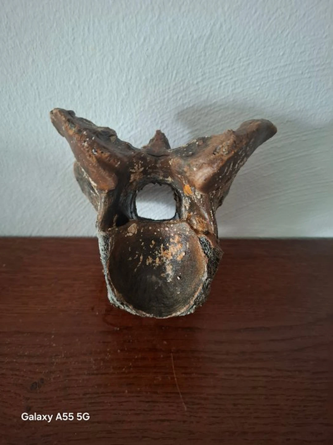 Woolly Mammoth - Fossil vertebra bone - 18 cm - 12 cm (No reserve price)