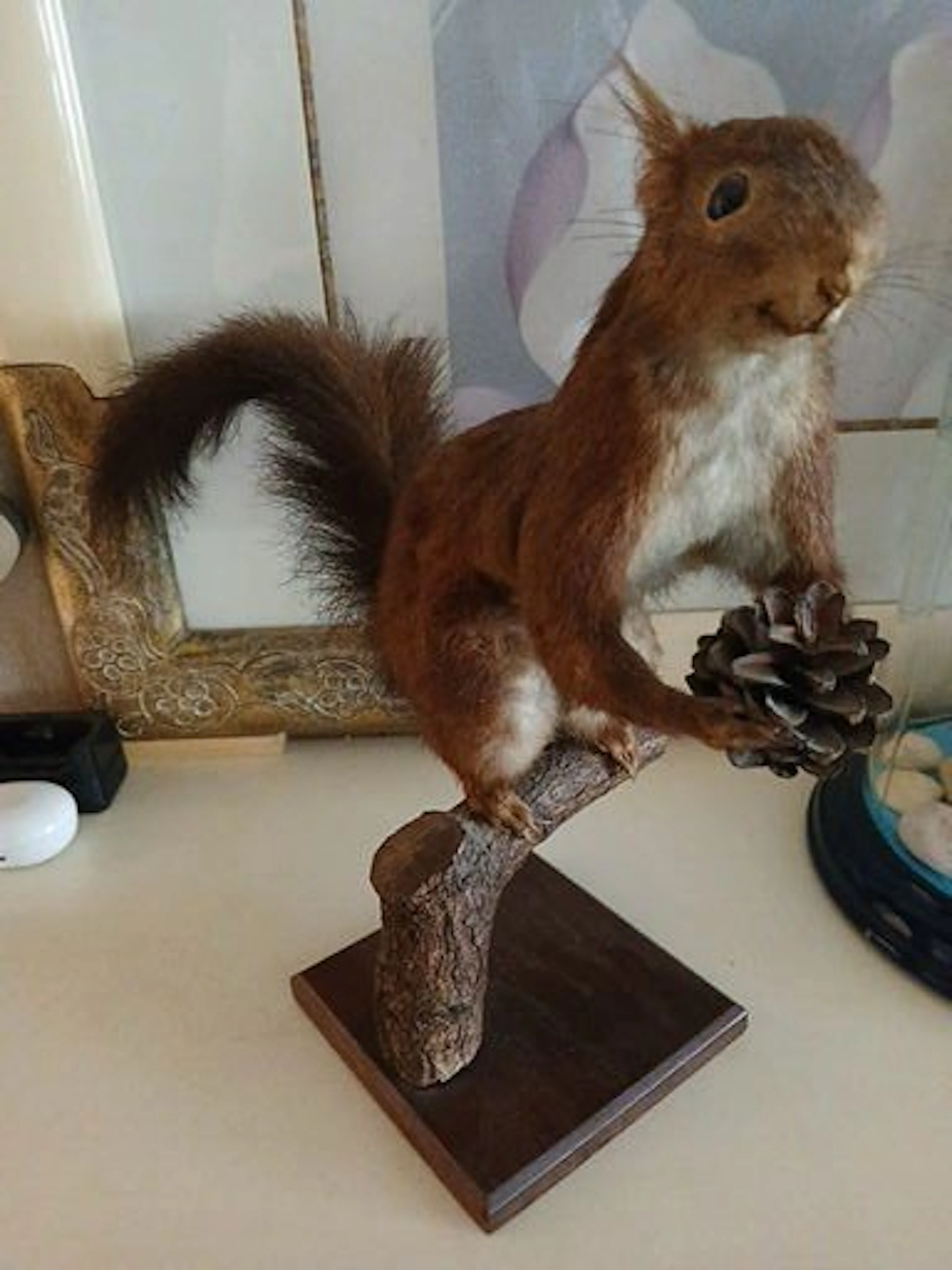 Squirrel Taxidermy full body mount - Sciurus vulgaris - 35 cm - 25 cm - 15 cm