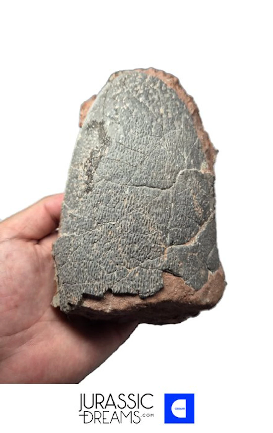 Outstanding Huge Partial OVIRAPTOR cf philoceratops...