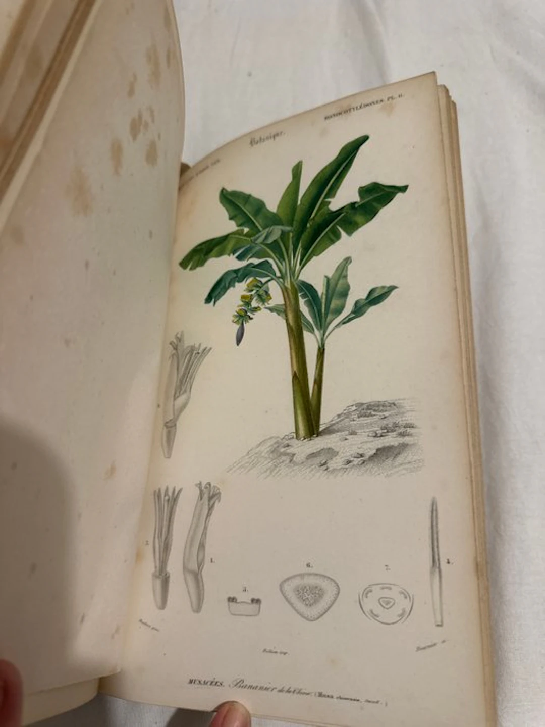 Charles d'Orbigny - Dictionnaire universel d'histoire naturelle - 1849