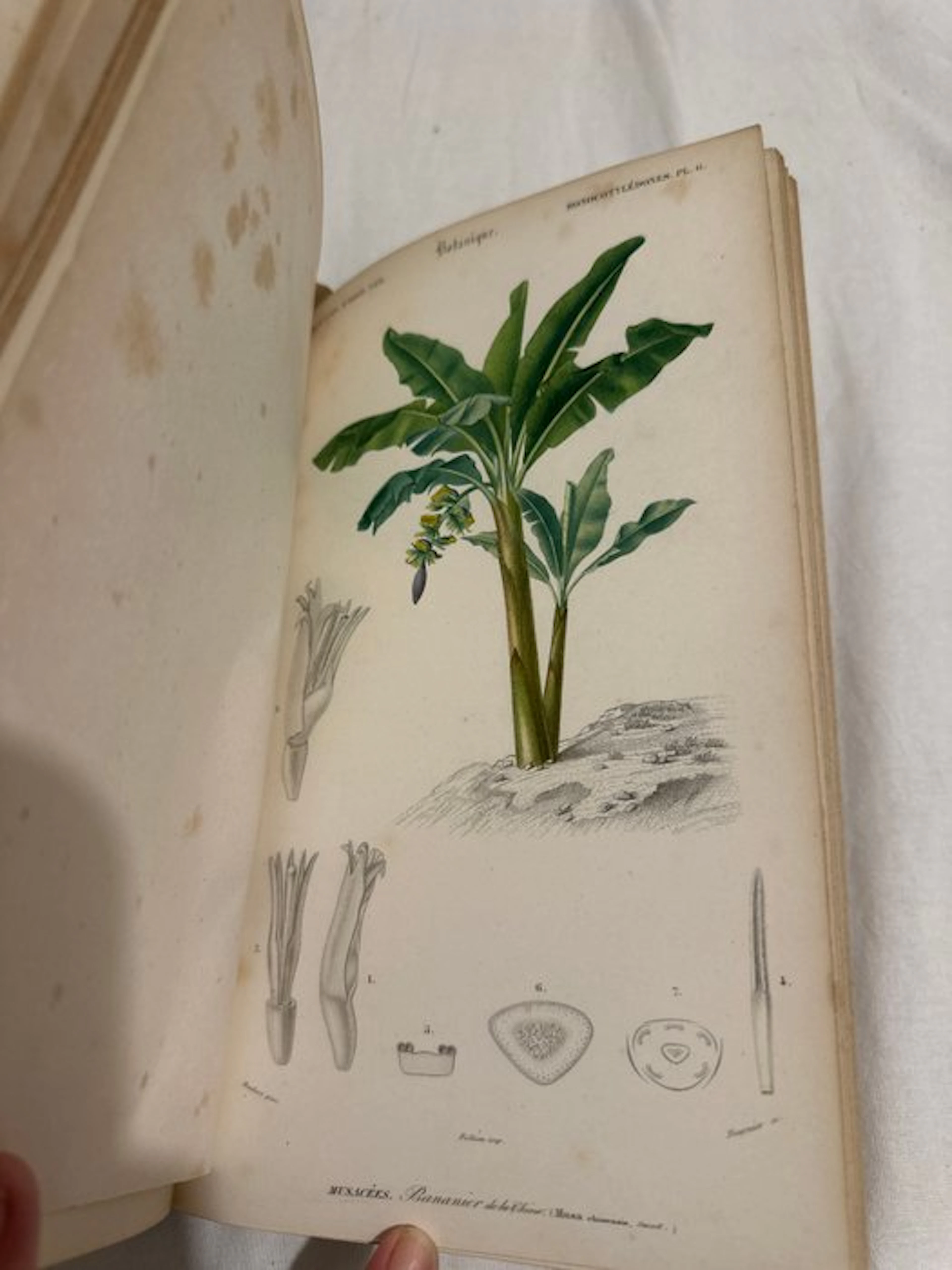 Charles d'Orbigny - Dictionnaire universel d'histoire naturelle - 1849