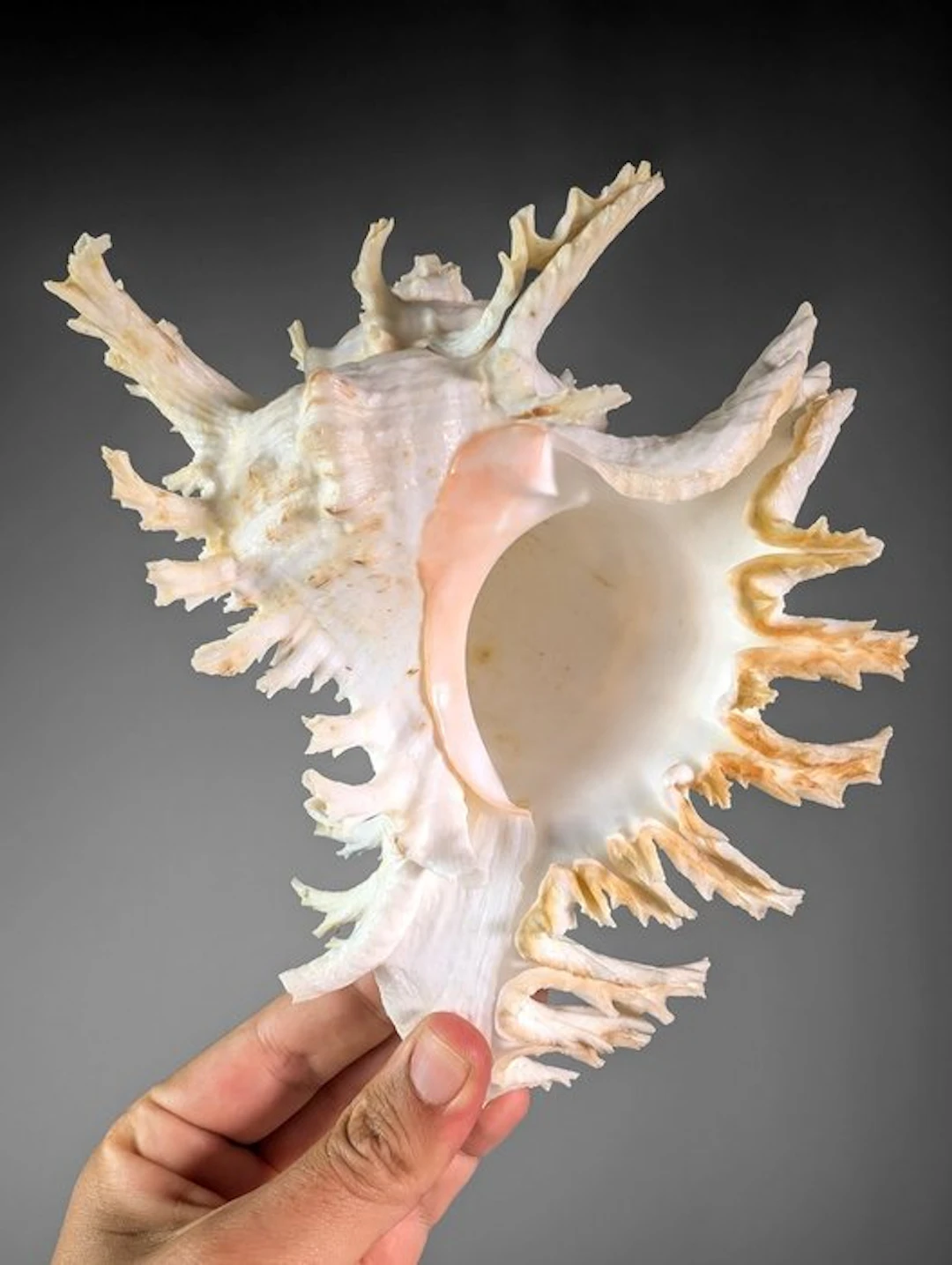 Ramose Murex Shell – Large Specimen with Exceptional...
