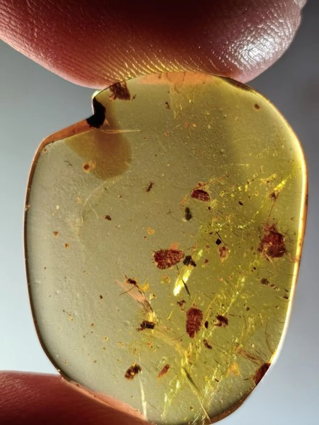 Burmese amber - Amber - 3 roach larva - 19.3 mm - 24.6 mm (No reserve price)