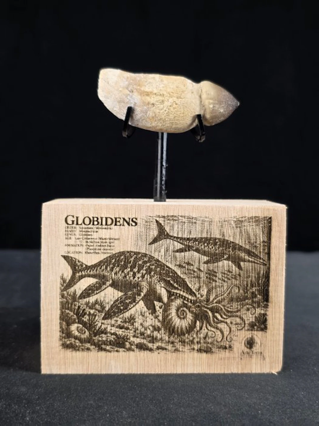 Fossil tooth - Globidens (No reserve price)