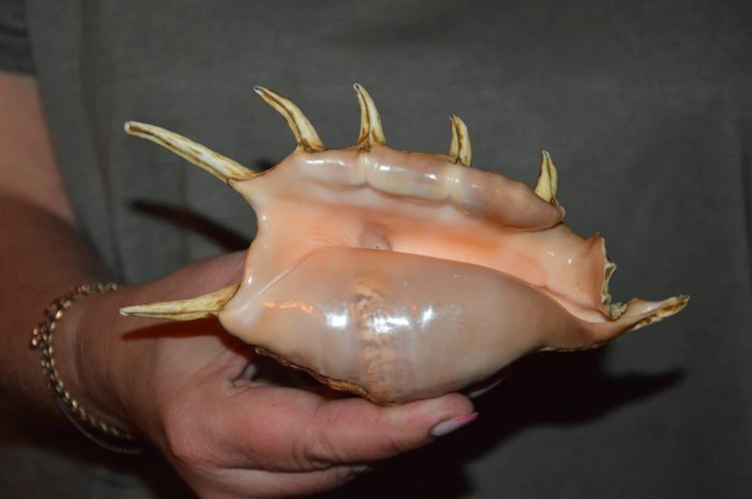 Sea Snail Sea shell - S-612 LAMBIS LAMBIS (No reserve price)