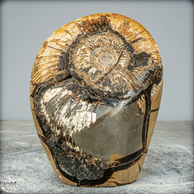 Very Rare! Fossilized Ammonite in Septarian-Matrix Freeform- 1775.24 g