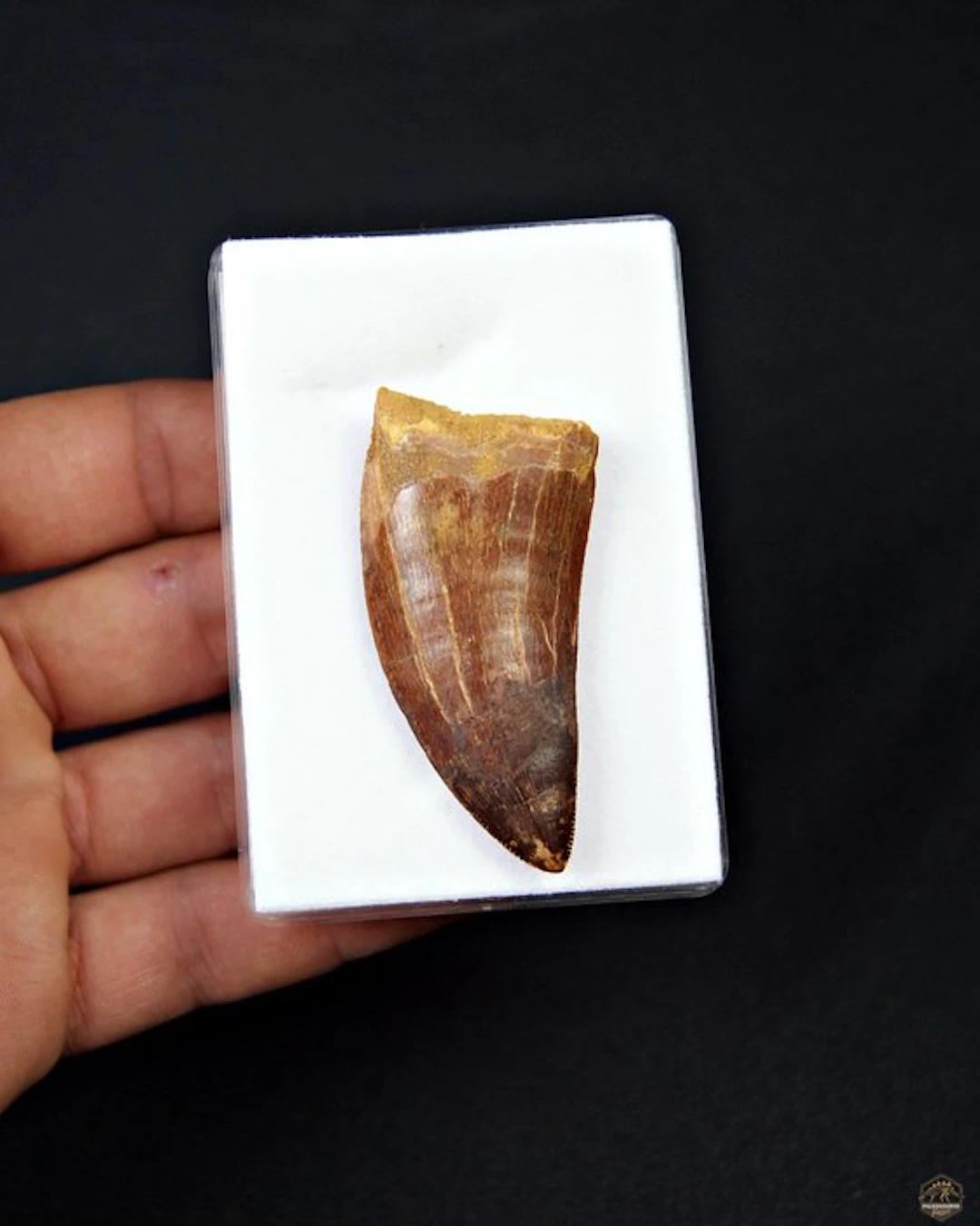 Dinosaur - Fossil tooth - Carcharodontosaurus Saharicus