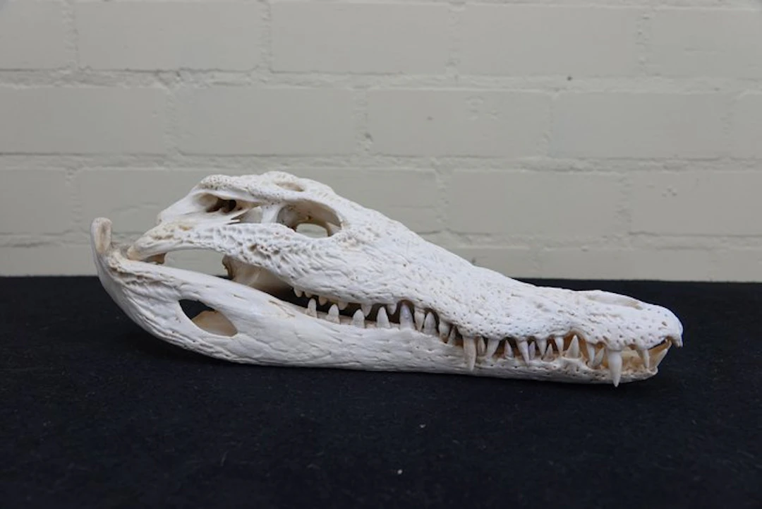 37.5 cm Large Nile Crocodile Skull - Crocodylus niloticus...