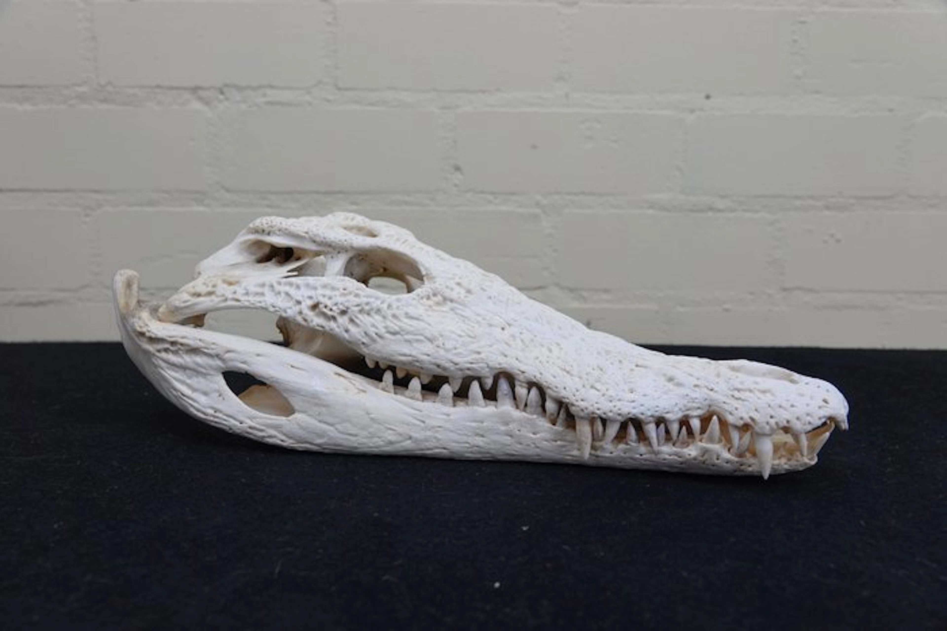 37.5 cm Large Nile Crocodile Skull - Crocodylus niloticus...
