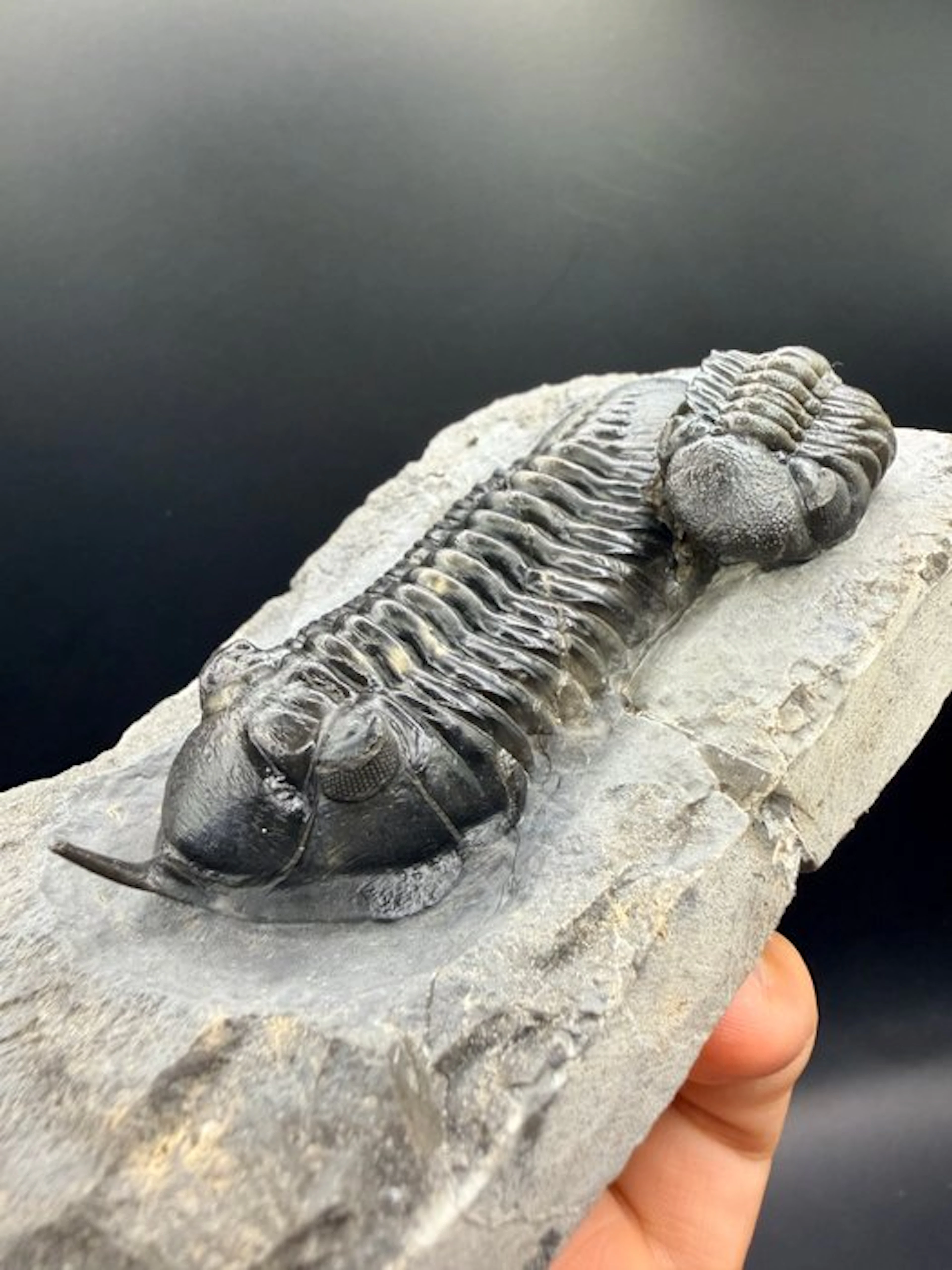 Trilobite - Fossilised animal - Morocconite malladoides - 10 cm