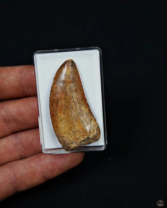 Dinosaur - Fossil tooth - Carcharodontosaurus Saharicus