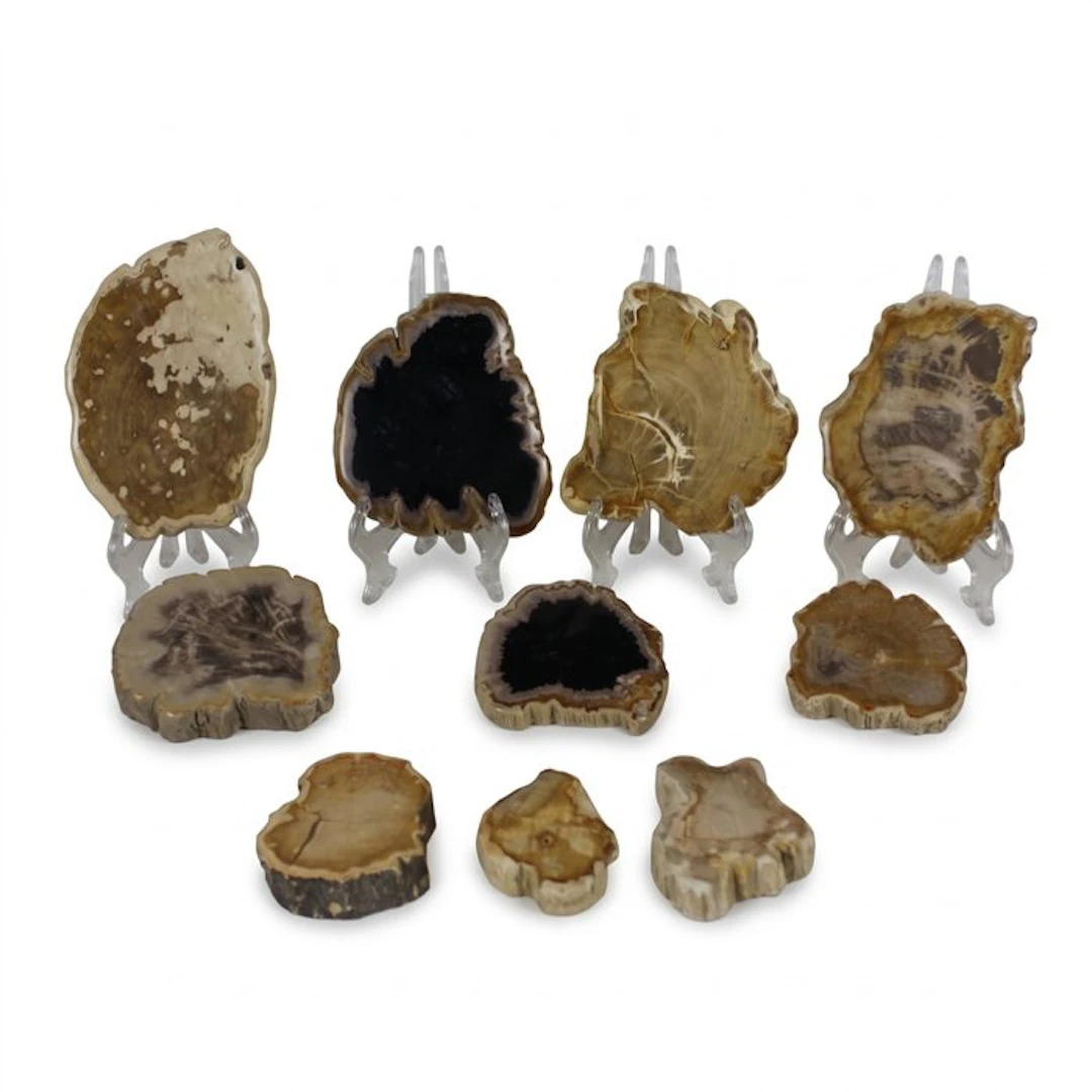 Petrified wood slices - Fossilised wood - Dipterocarpus (No reserve price)