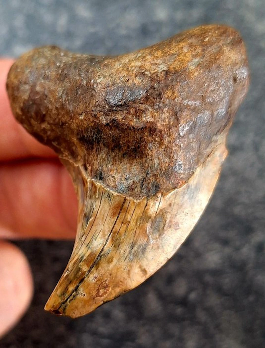 Shark - Fossil tooth - Parotodus benedenii, - 5 cm - 3.8 cm