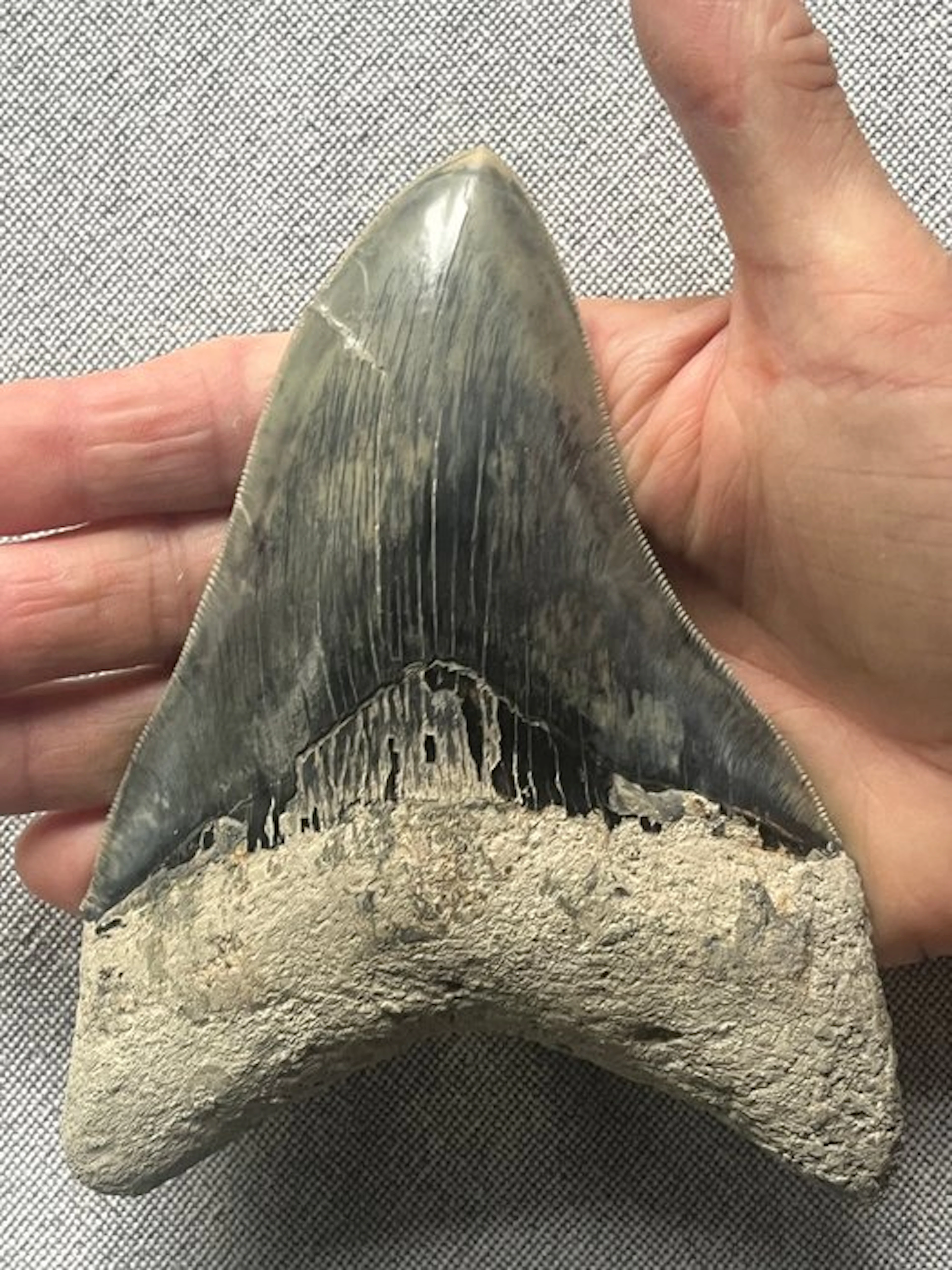Huge Megalodon tooth 14,1 cm - Fossil tooth - Carcharocles megalodon