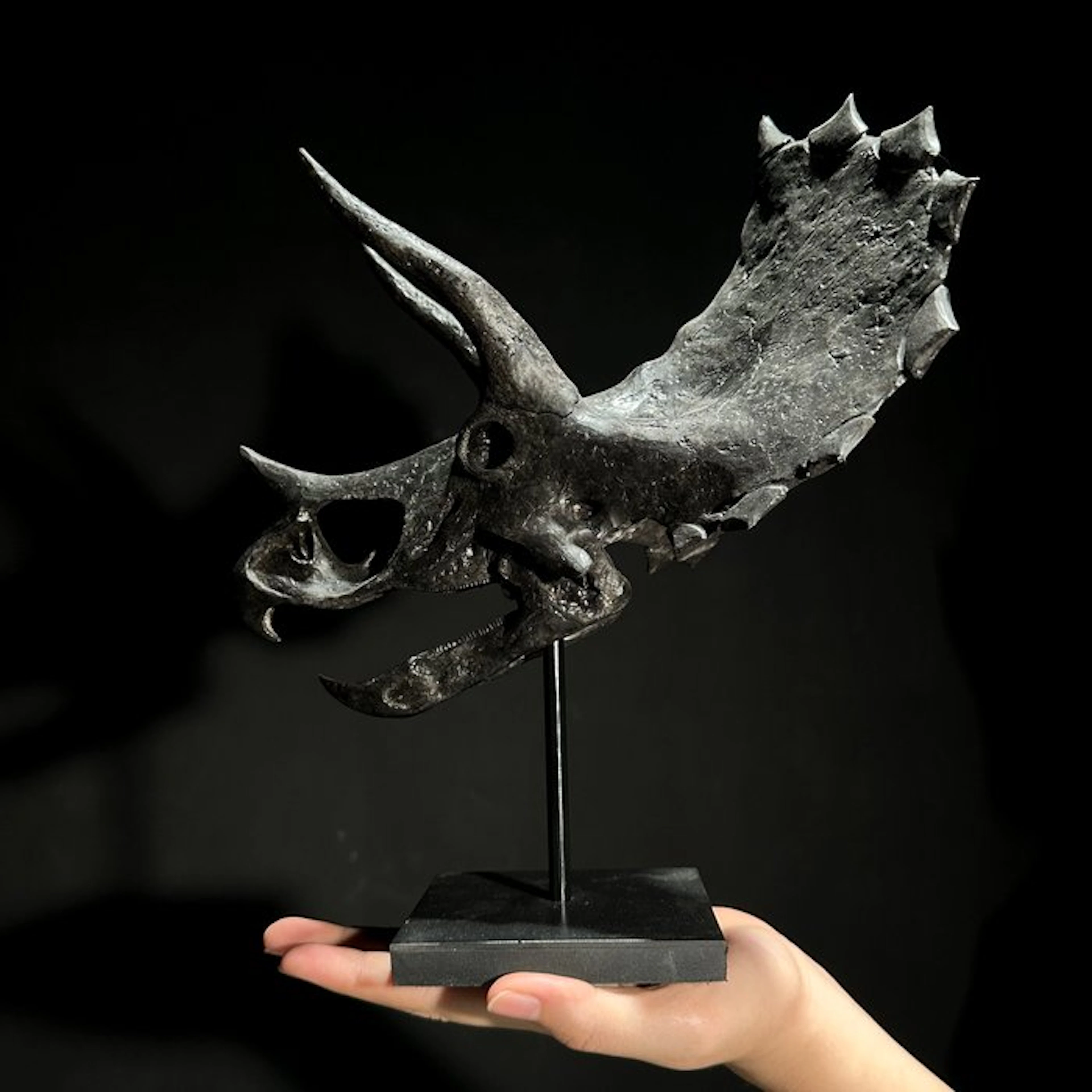 NO RESERVE PRICE - Replica of a Triceratops Dinosaur...